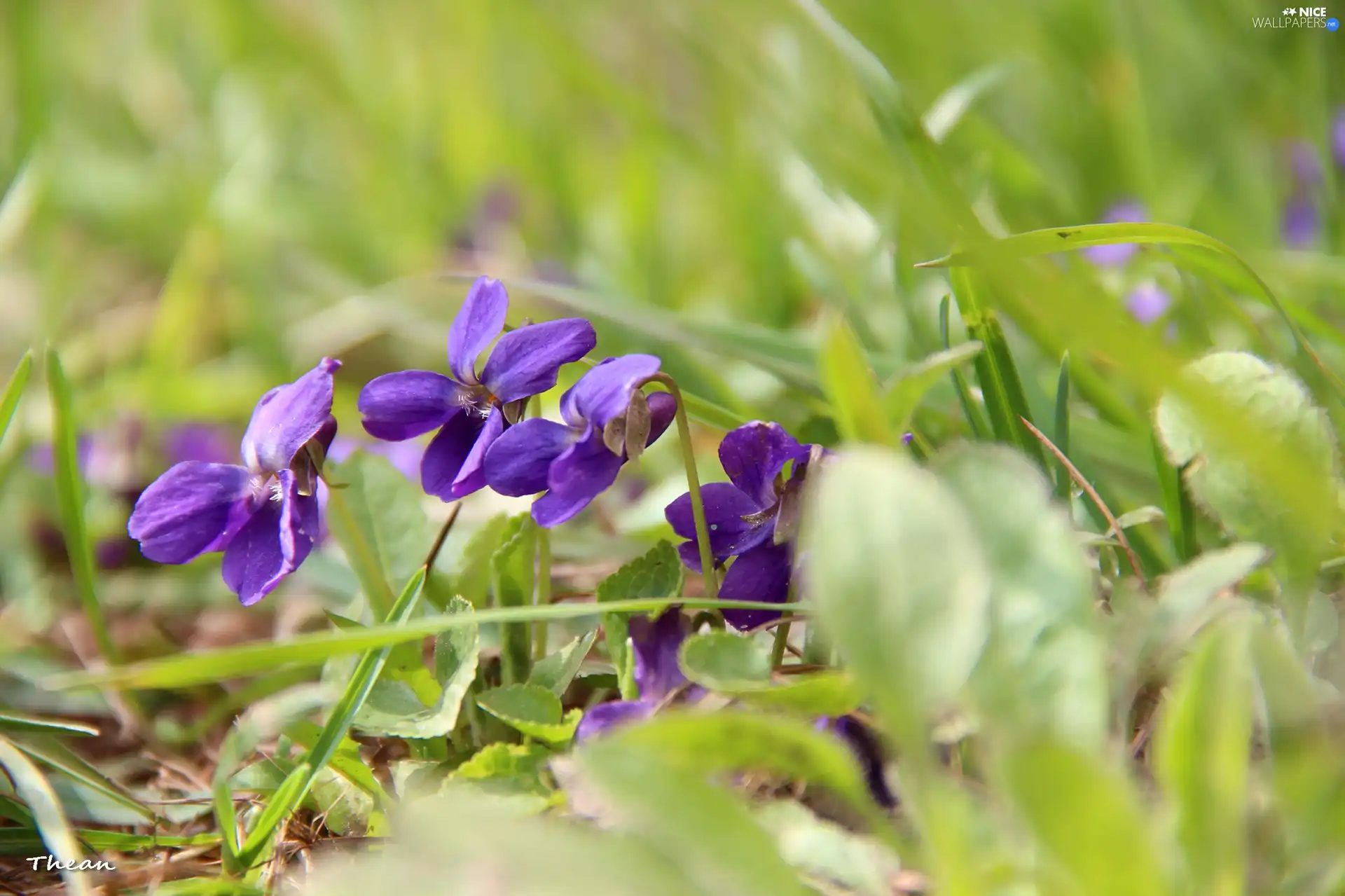 fragrant violets