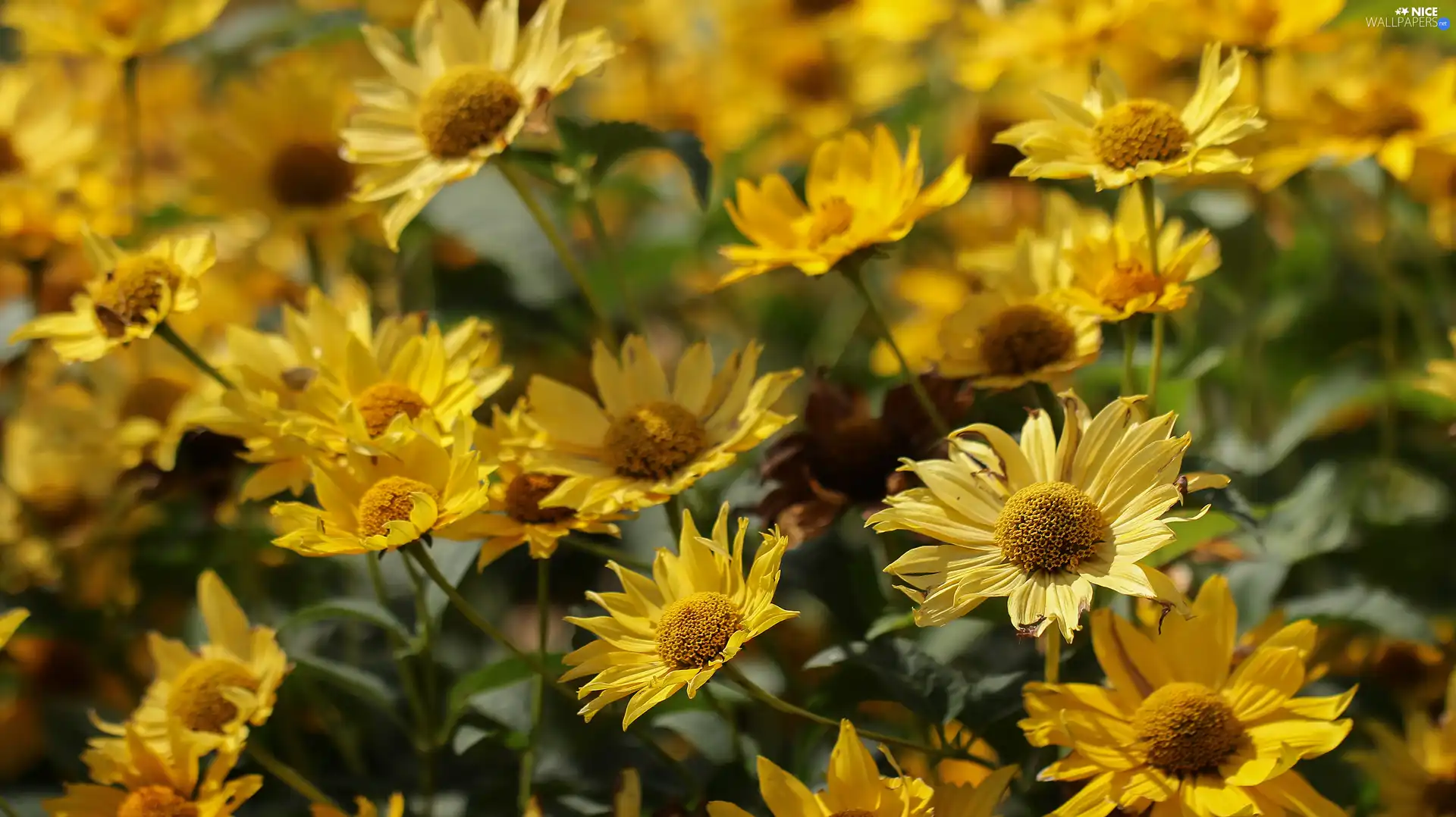 Yellow, False Sunflower, garden, Flowers