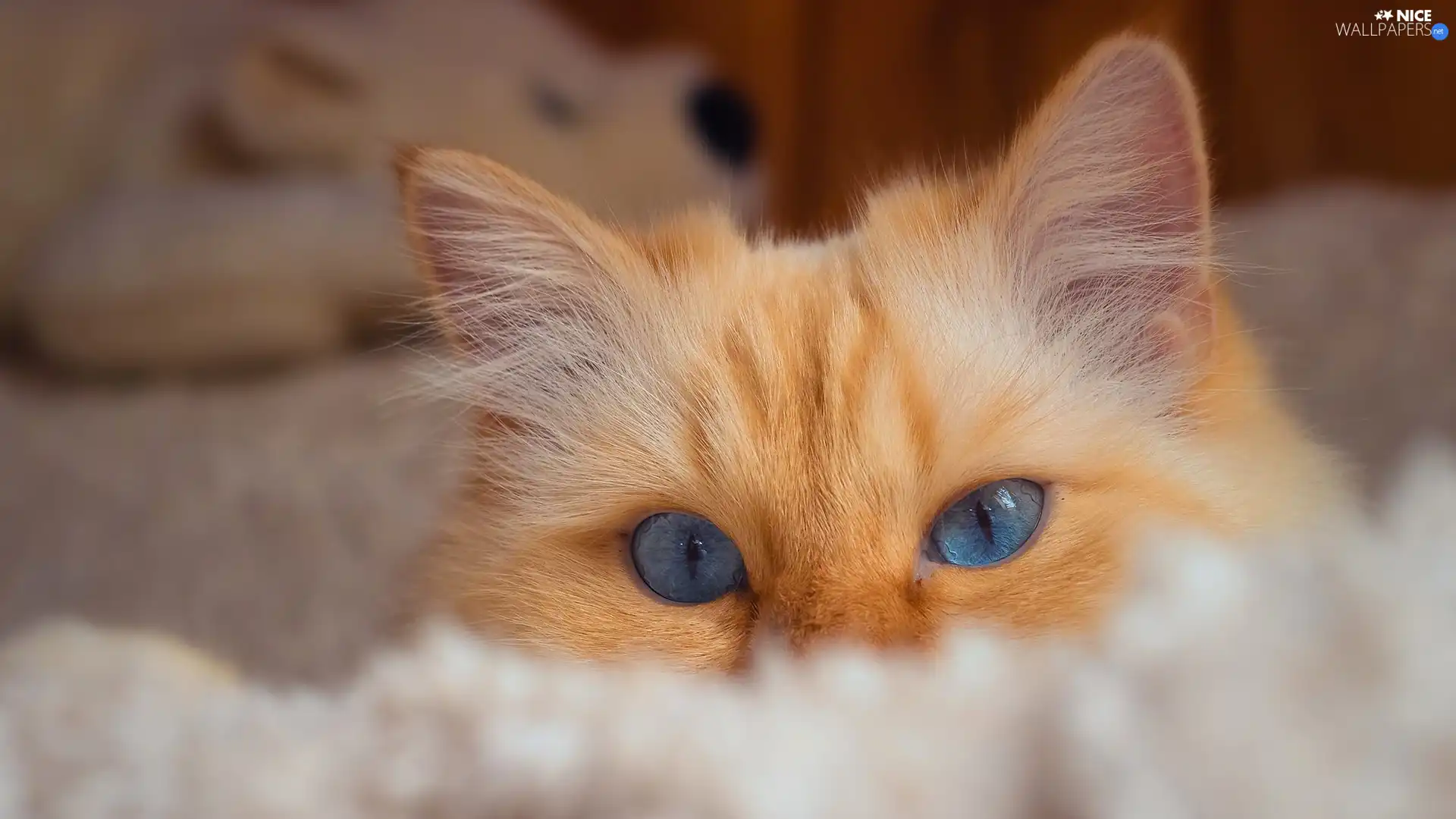 The look, coverlet, ginger, cat, Blue Eyed