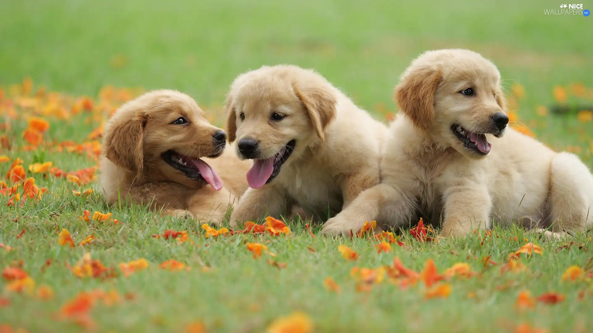 grass, Leaf, puppies, Golden Retriever, Three