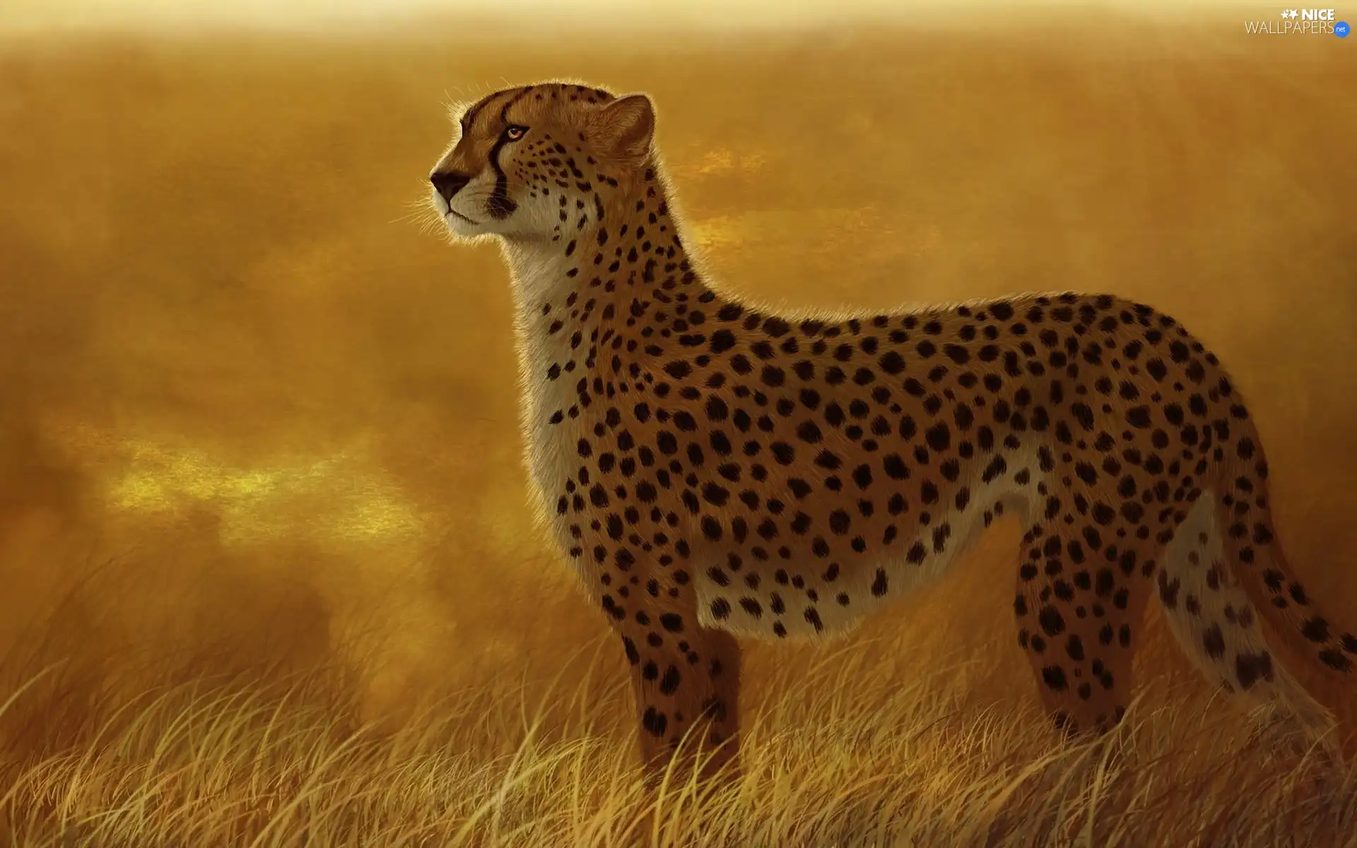 Cheetah, grass