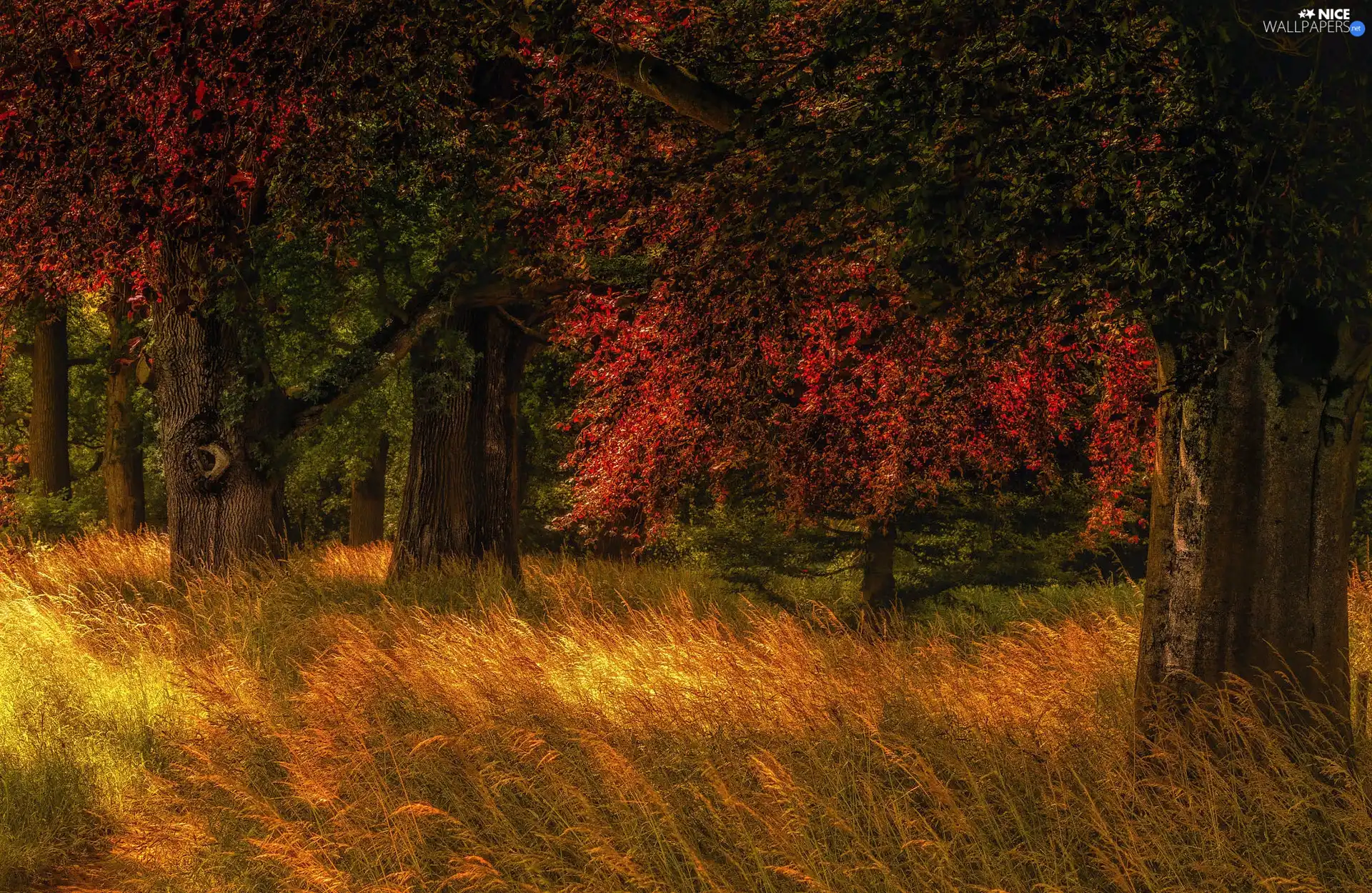 viewes, grass, forest, trees, autumn