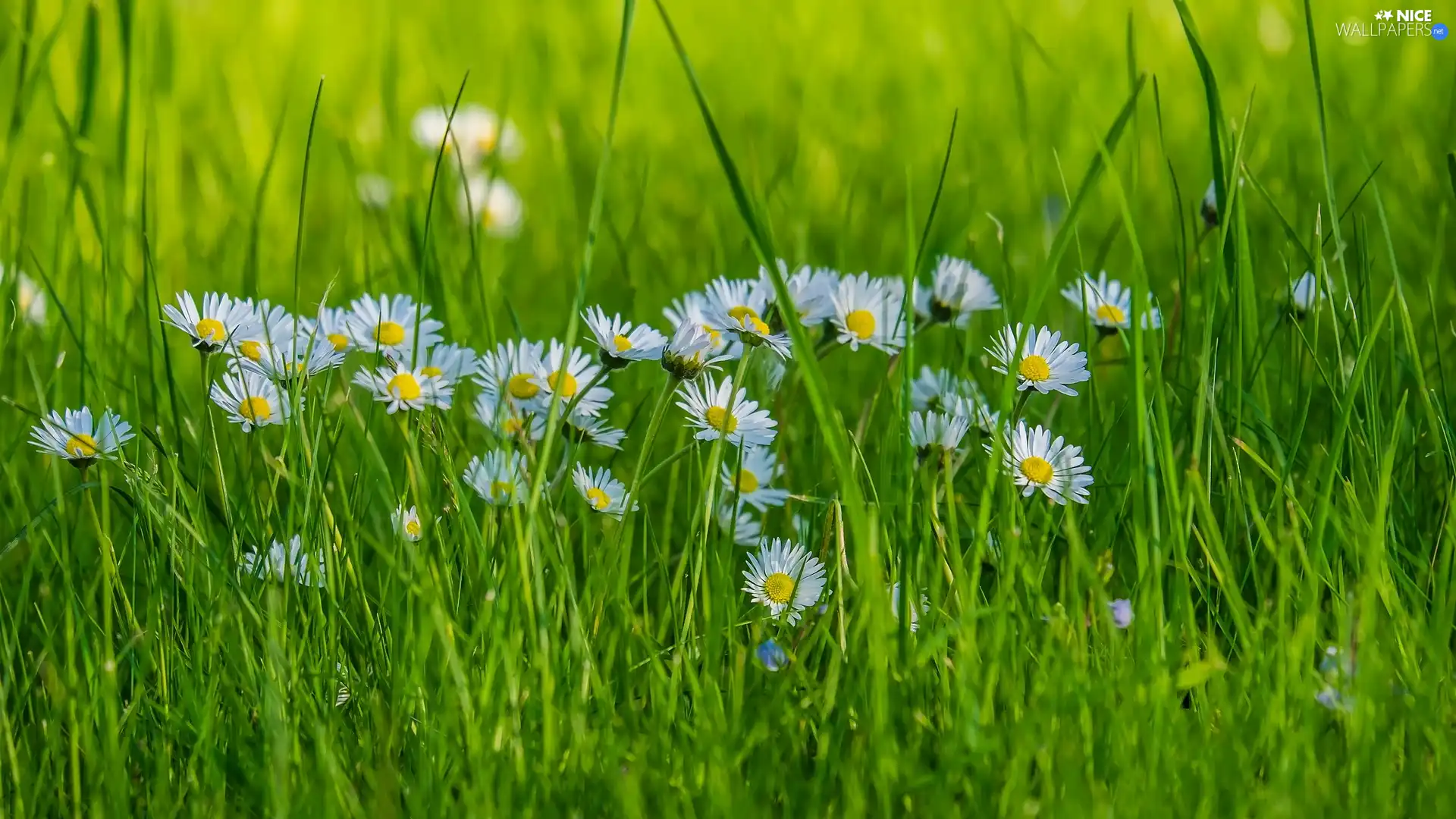 Green, Flowers, daisies, grass