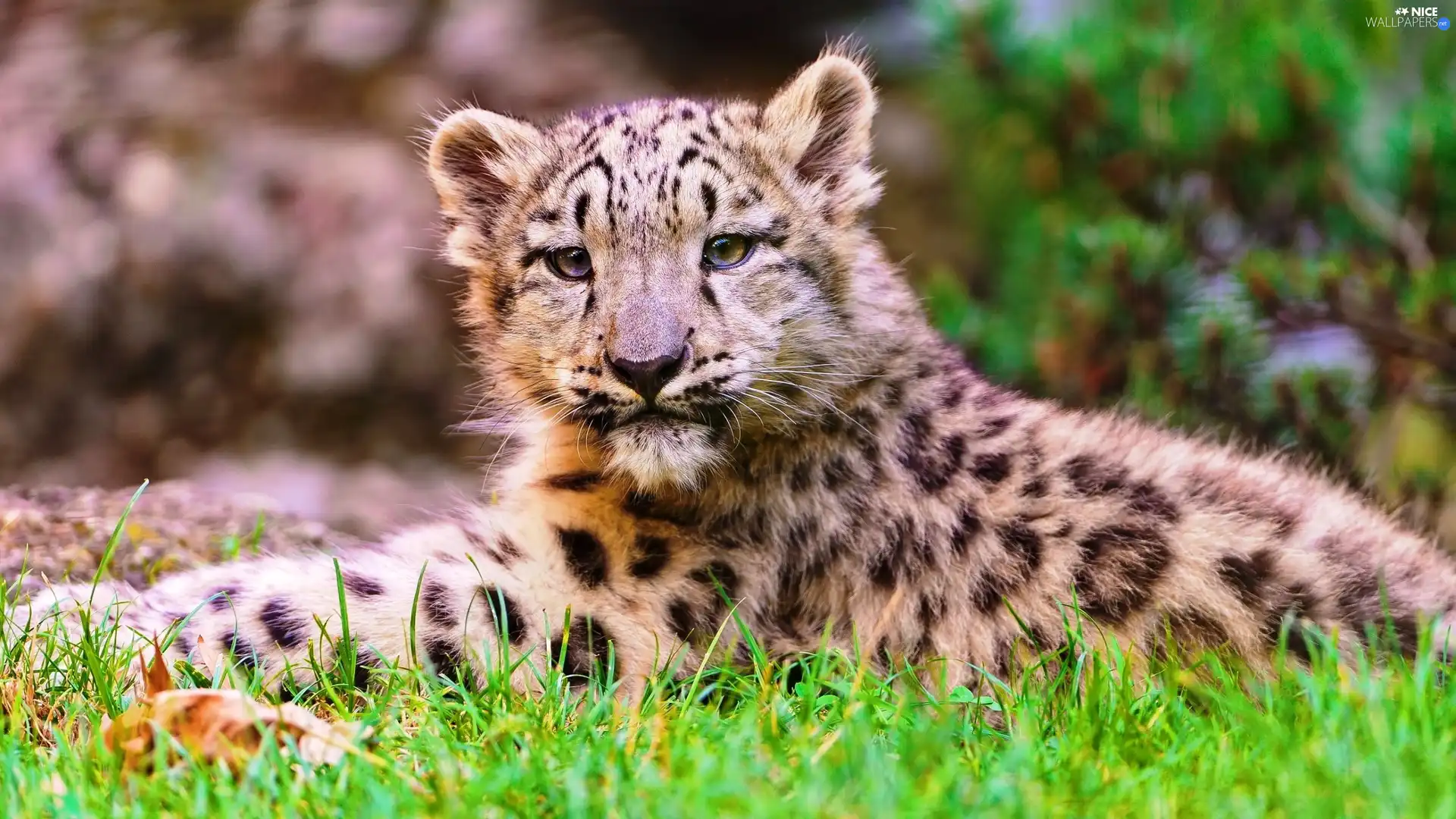 grass, young, snow leopard