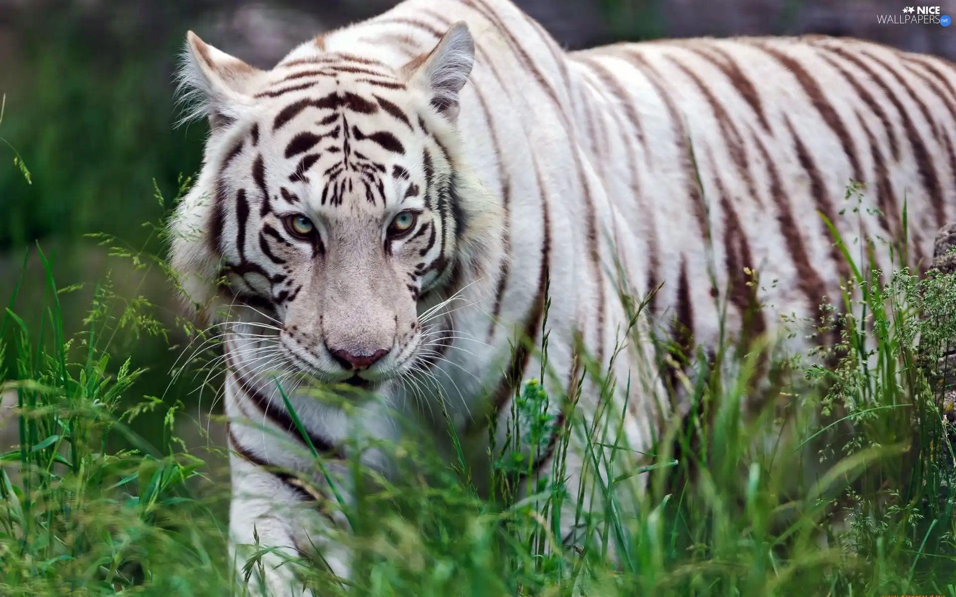 grass, White, tiger