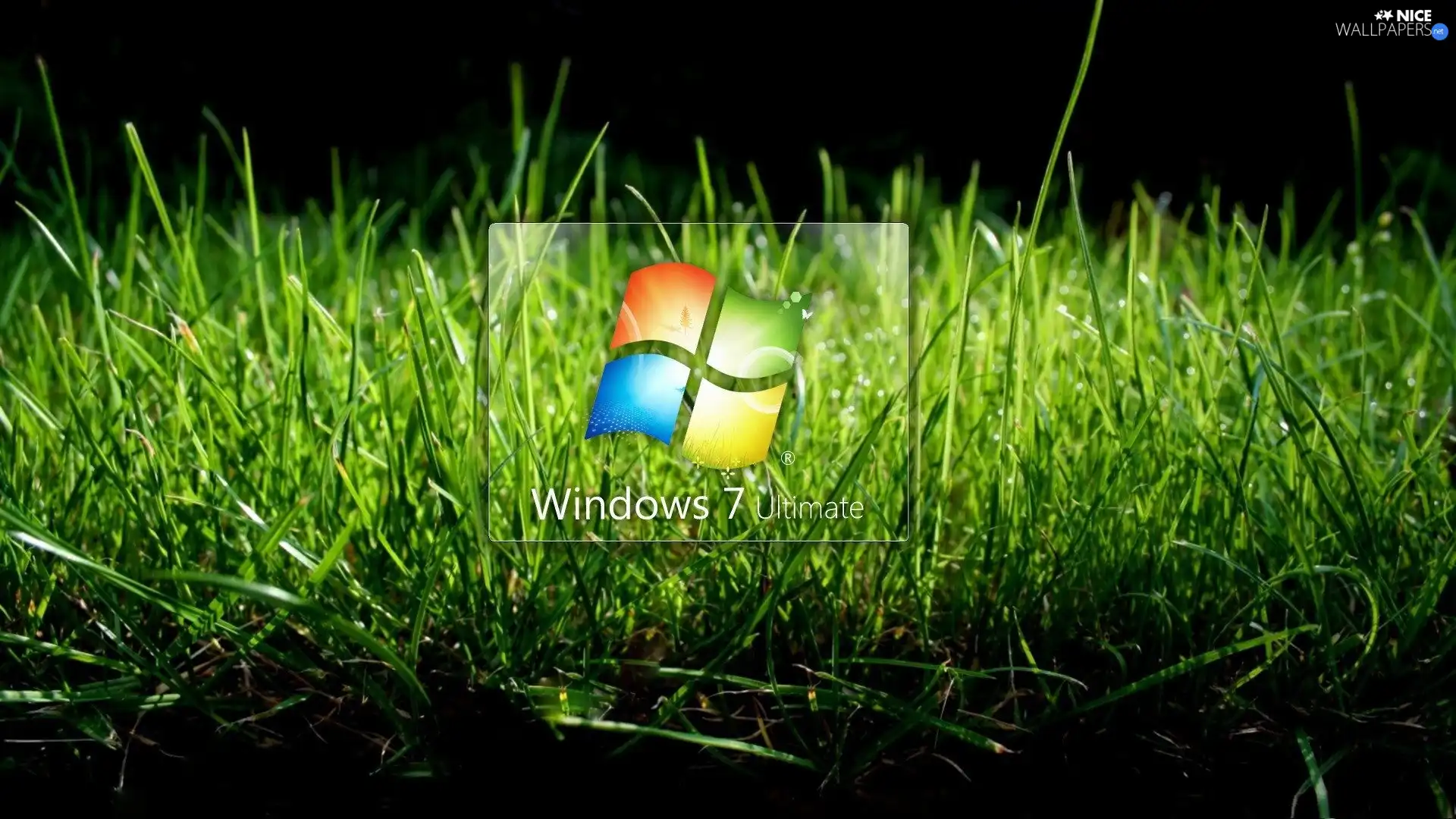 logo, Windows 7, grass