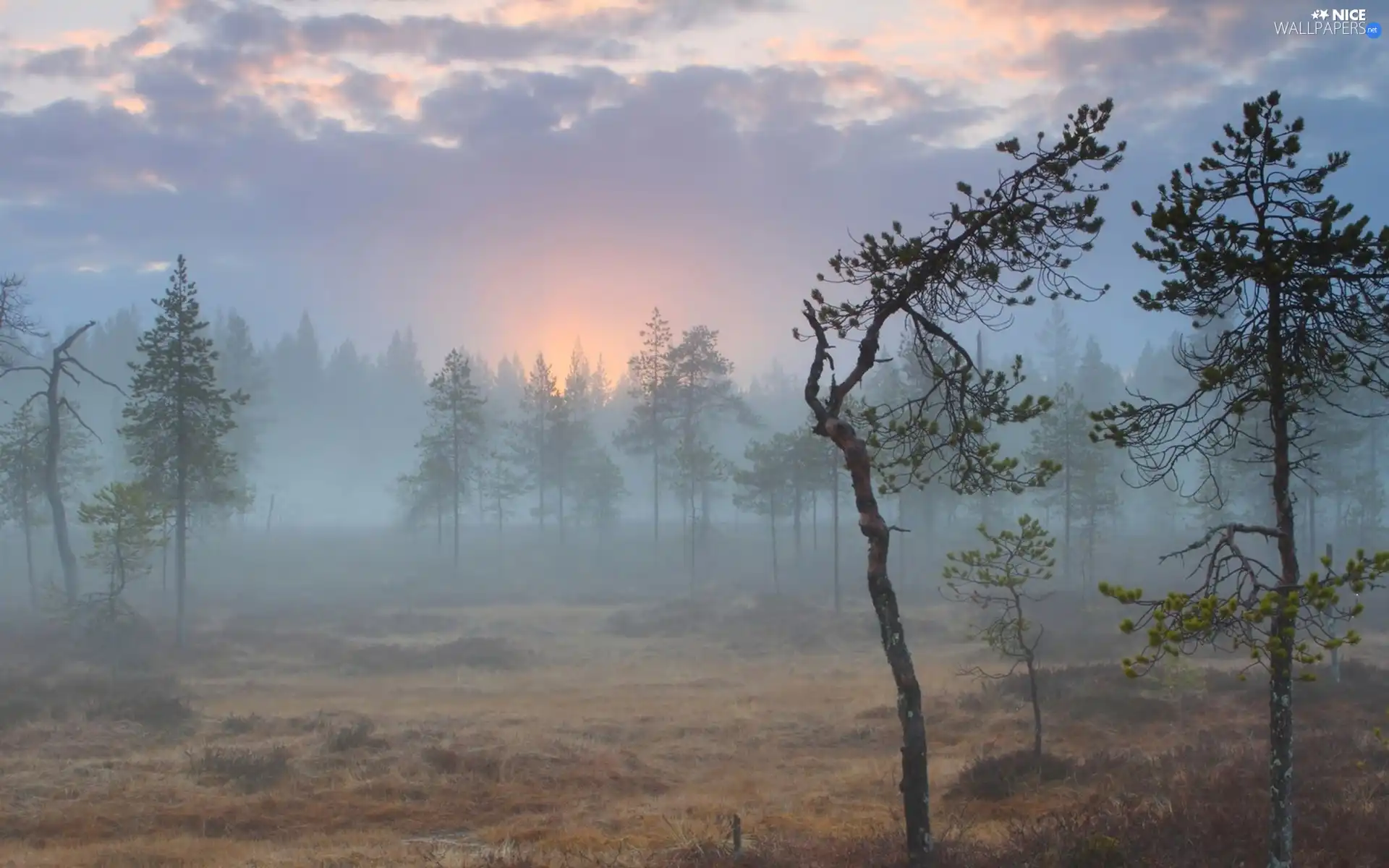 Fog, forest, Great Sunsets