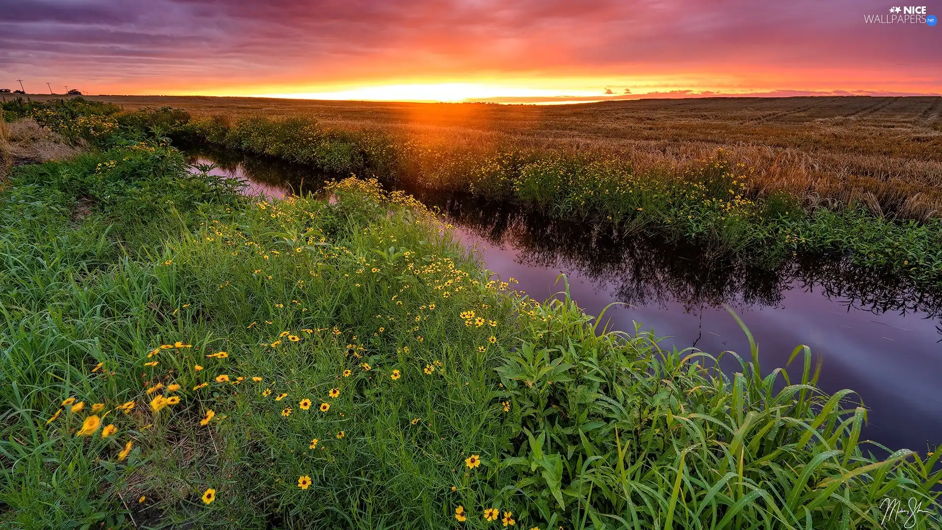 grass, Flowers, River, Great Sunsets, Meadow