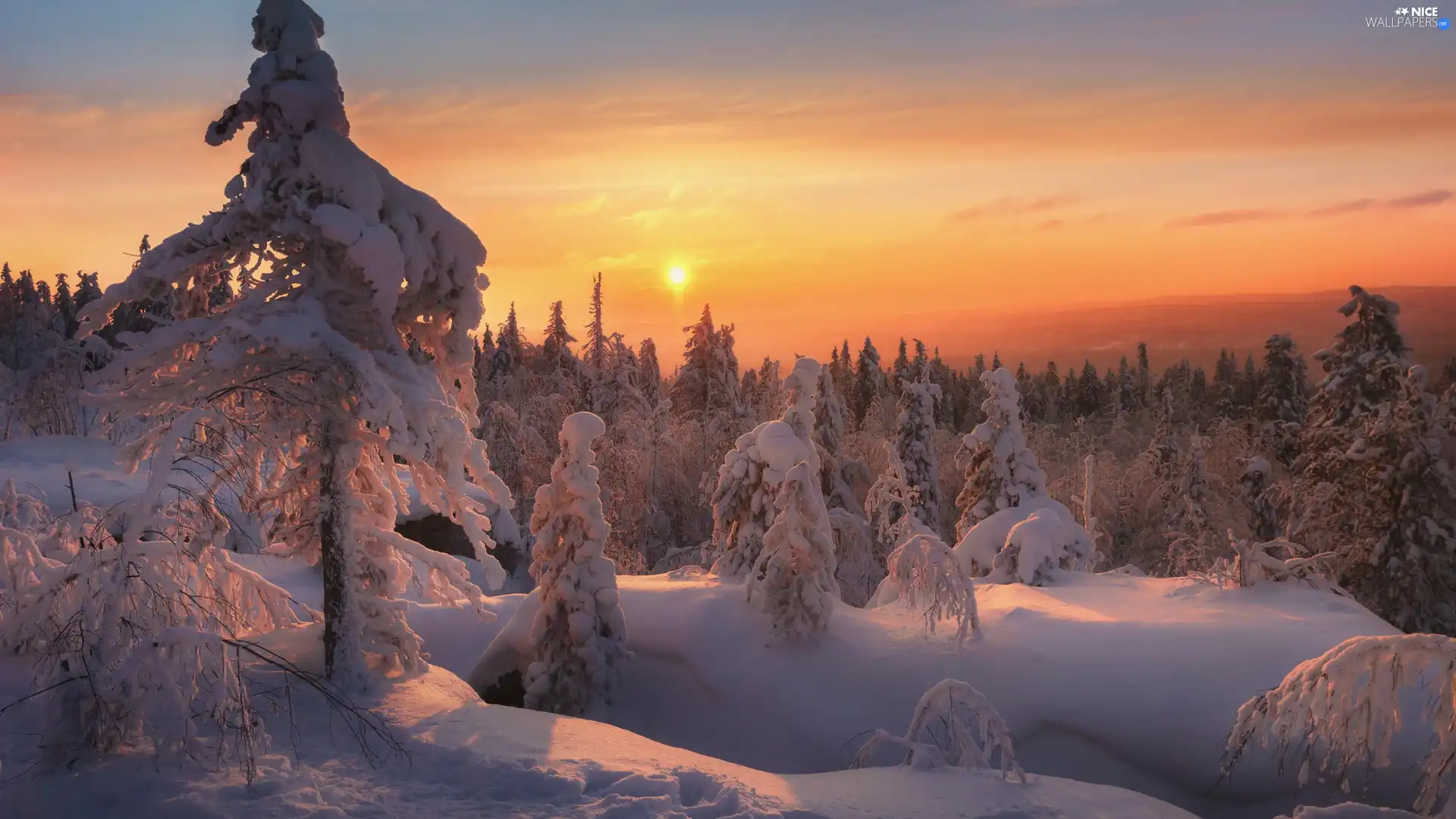 trees, winter, Spruces, Great Sunsets, viewes, snow