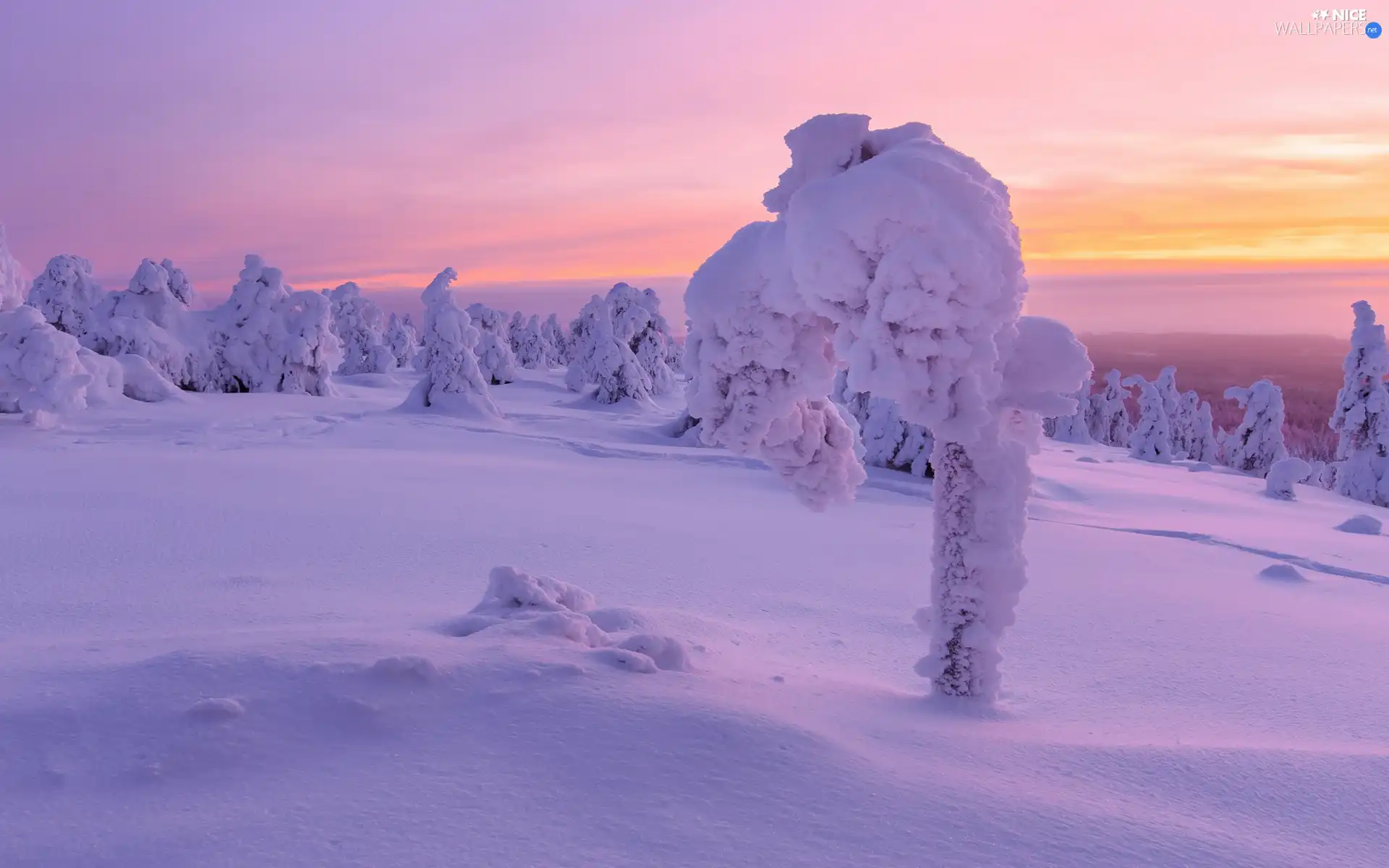 Snowy, snow, viewes, Great Sunsets, trees, winter