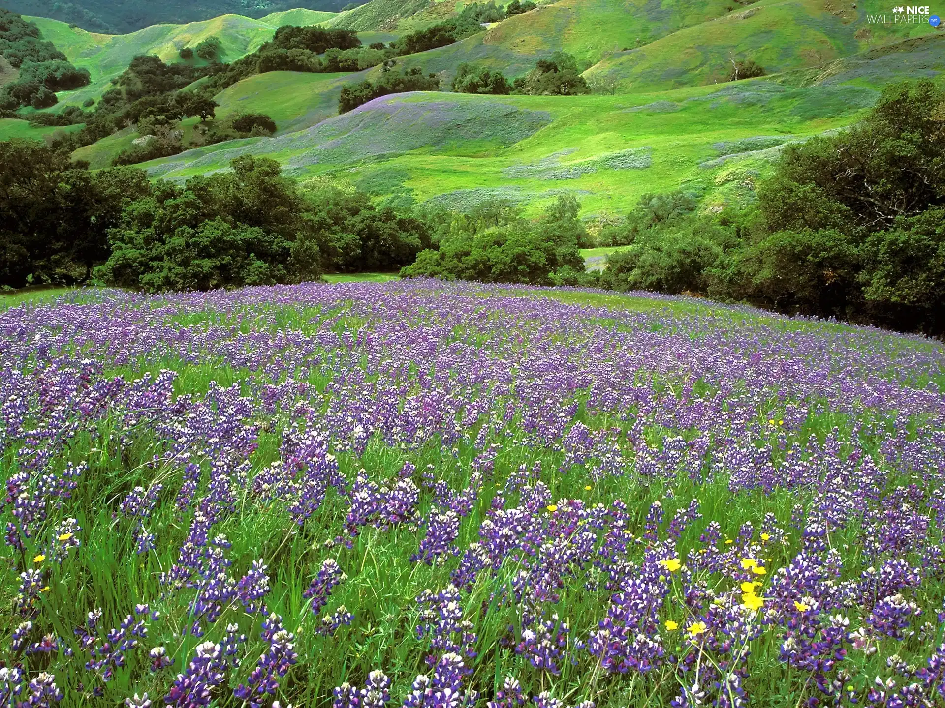 Meadow, lupine, hills, Violet