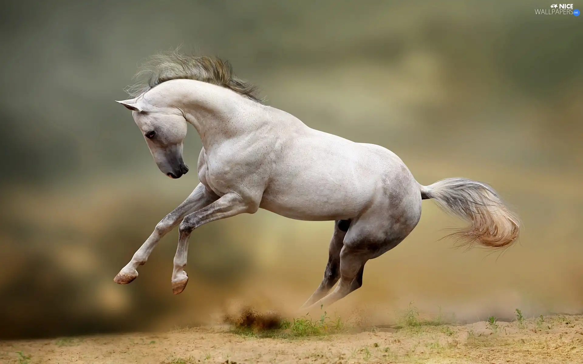 White, Horse