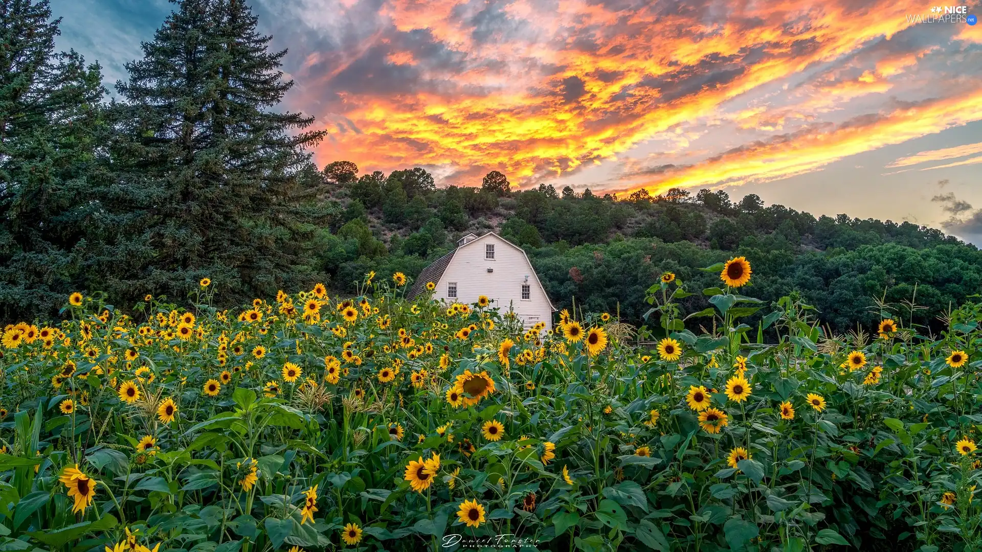 forest, Nice sunflowers, viewes, Great Sunsets, trees, house