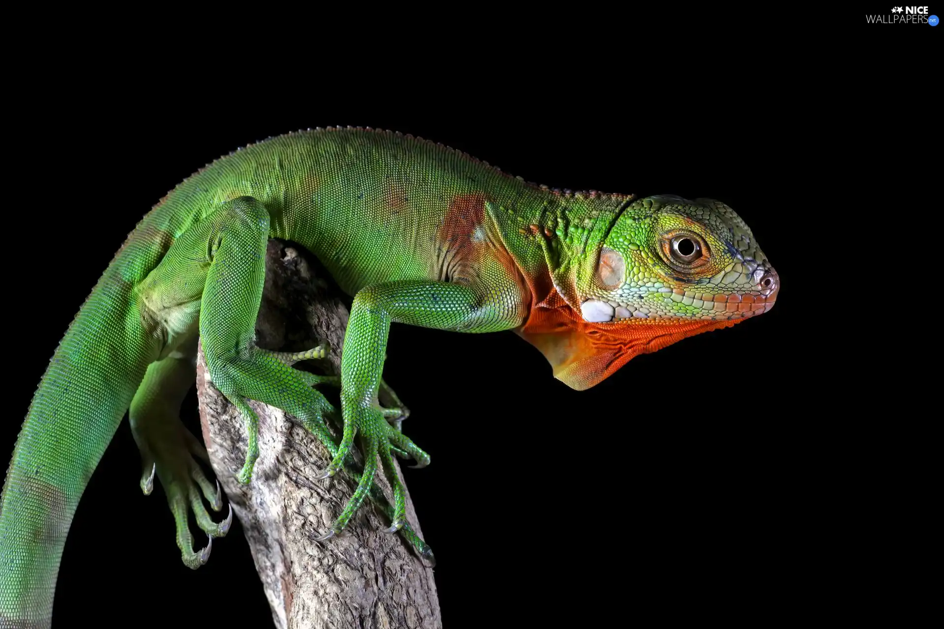 lizard, Iguana, rapprochement, Green Iguana