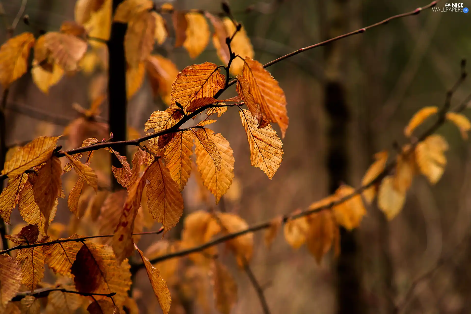 Autumn, Leaf, Twigs, illuminated