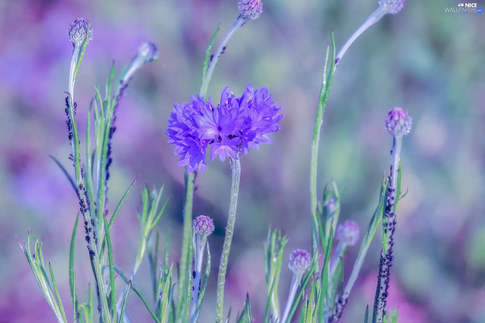 blurry background, cornflowers, insects