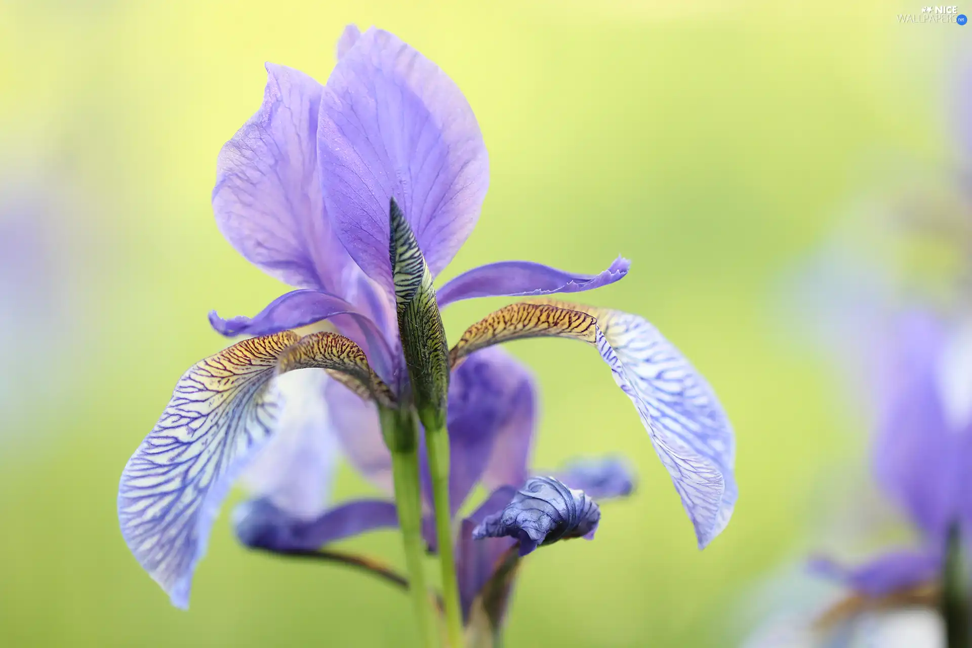 Colourfull Flowers, lilac, iris