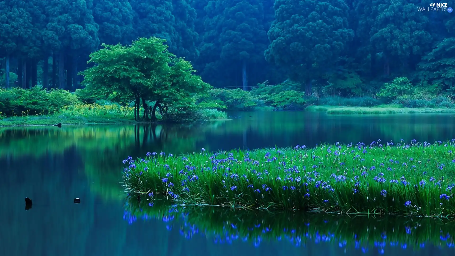 Irises, lake, forest