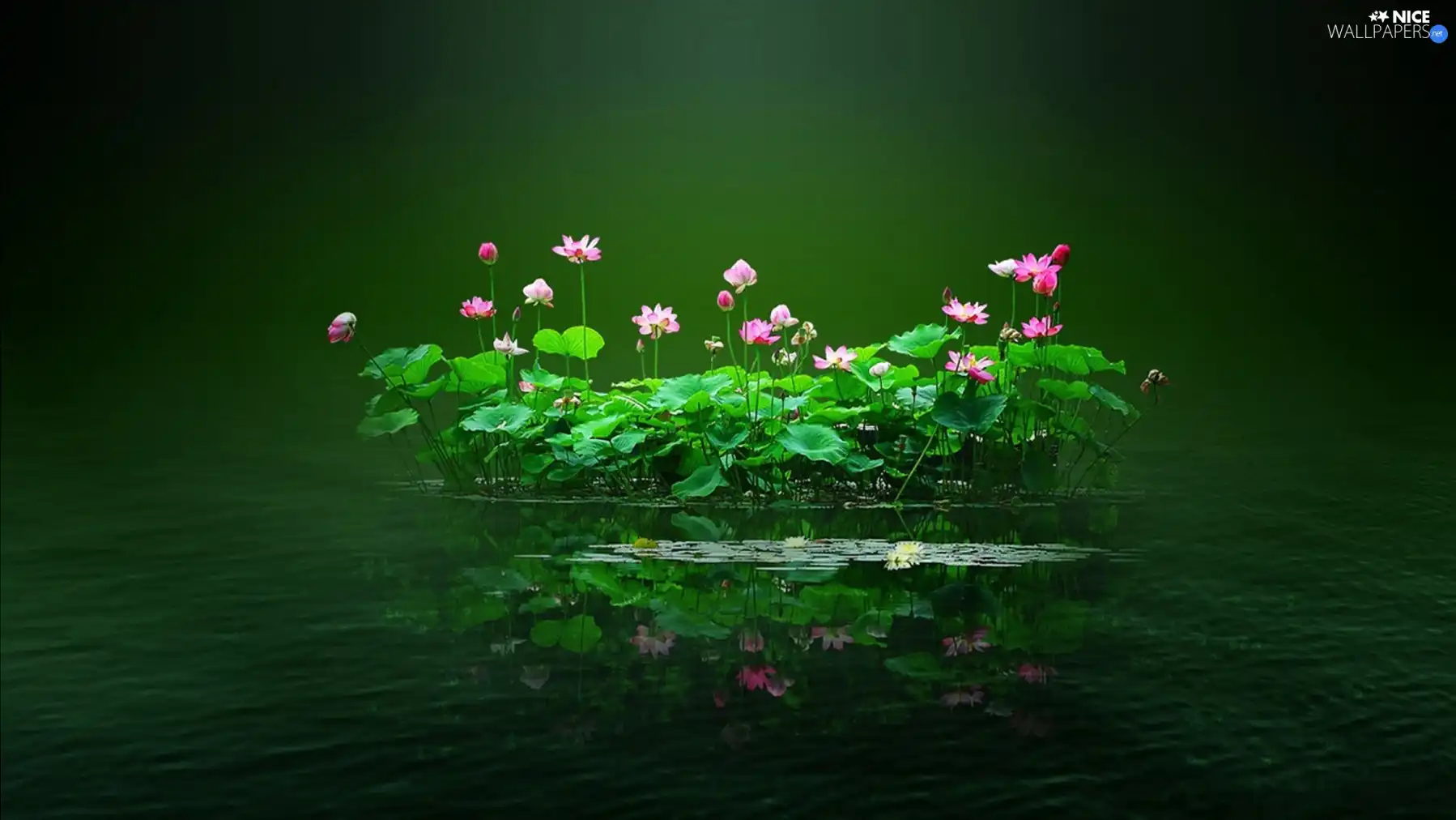 Pond - car, Flowers, Islet