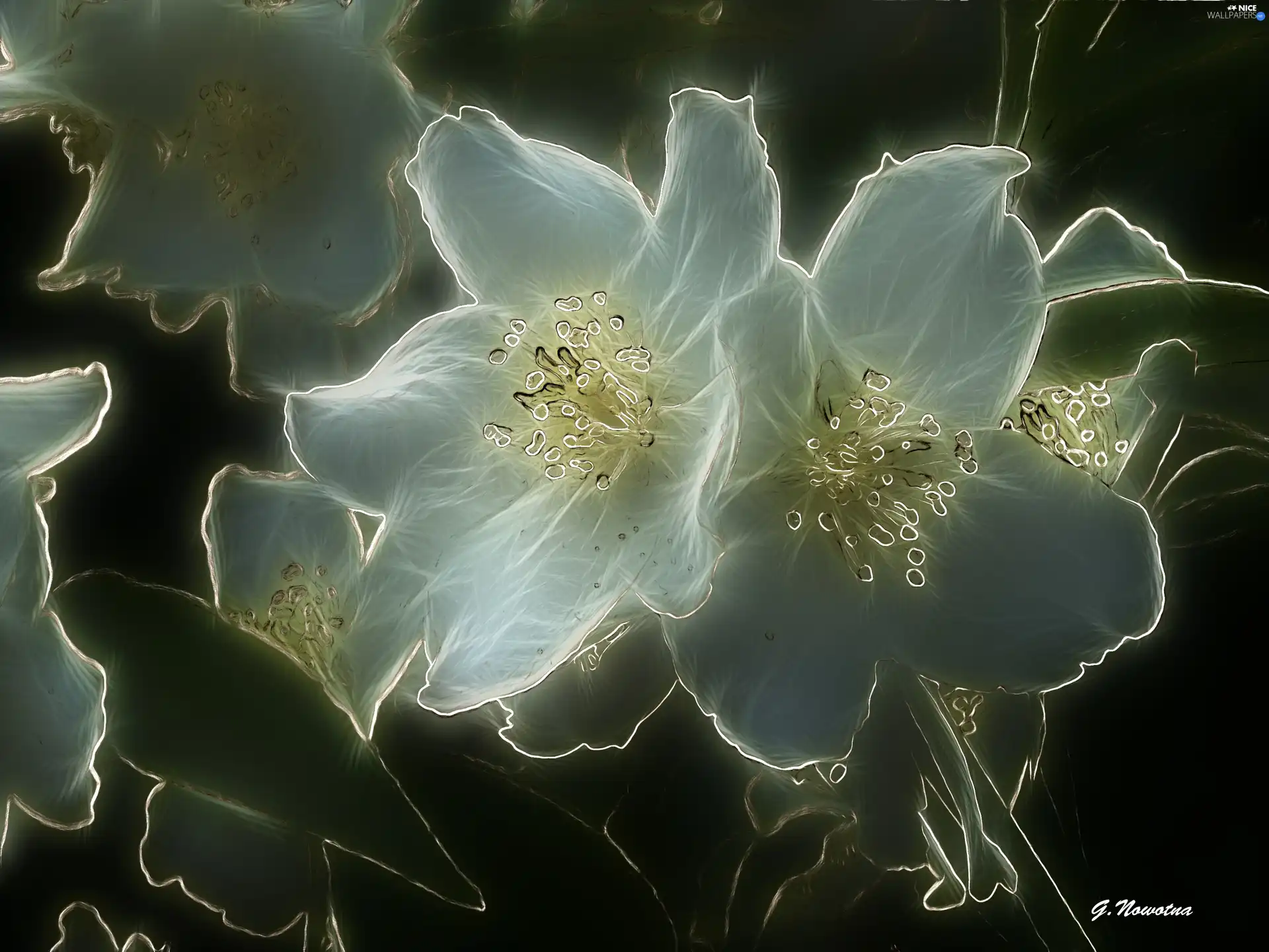 Flowers, jasmine
