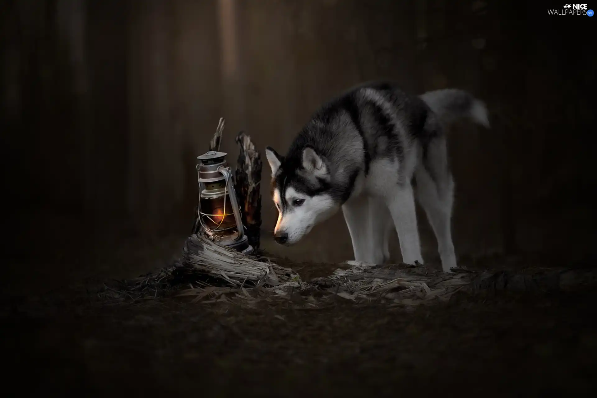 Oil Lamp, dog, Siberian Husky