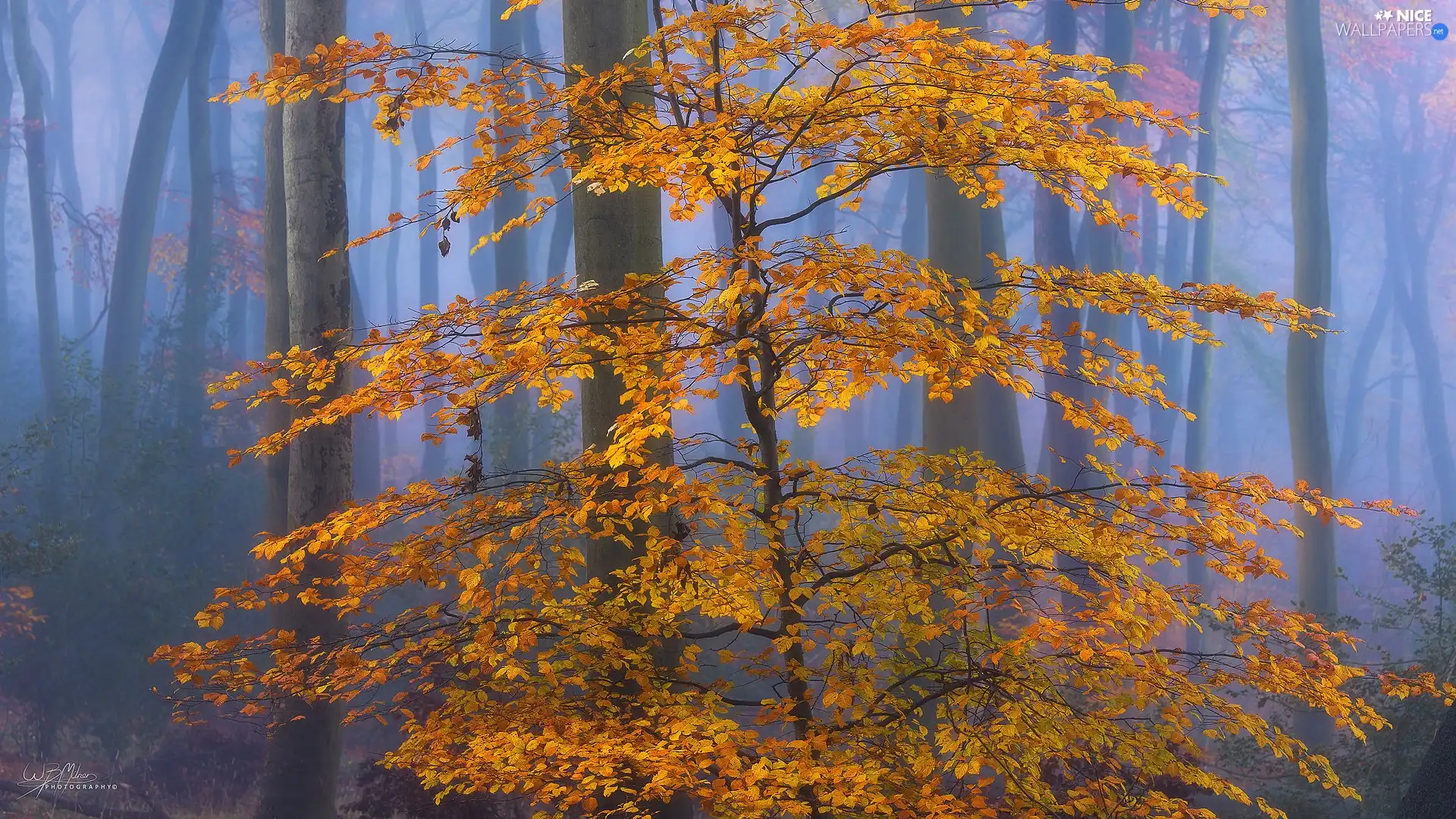 trees, autumn, Brown, Leaf, forest, Fog