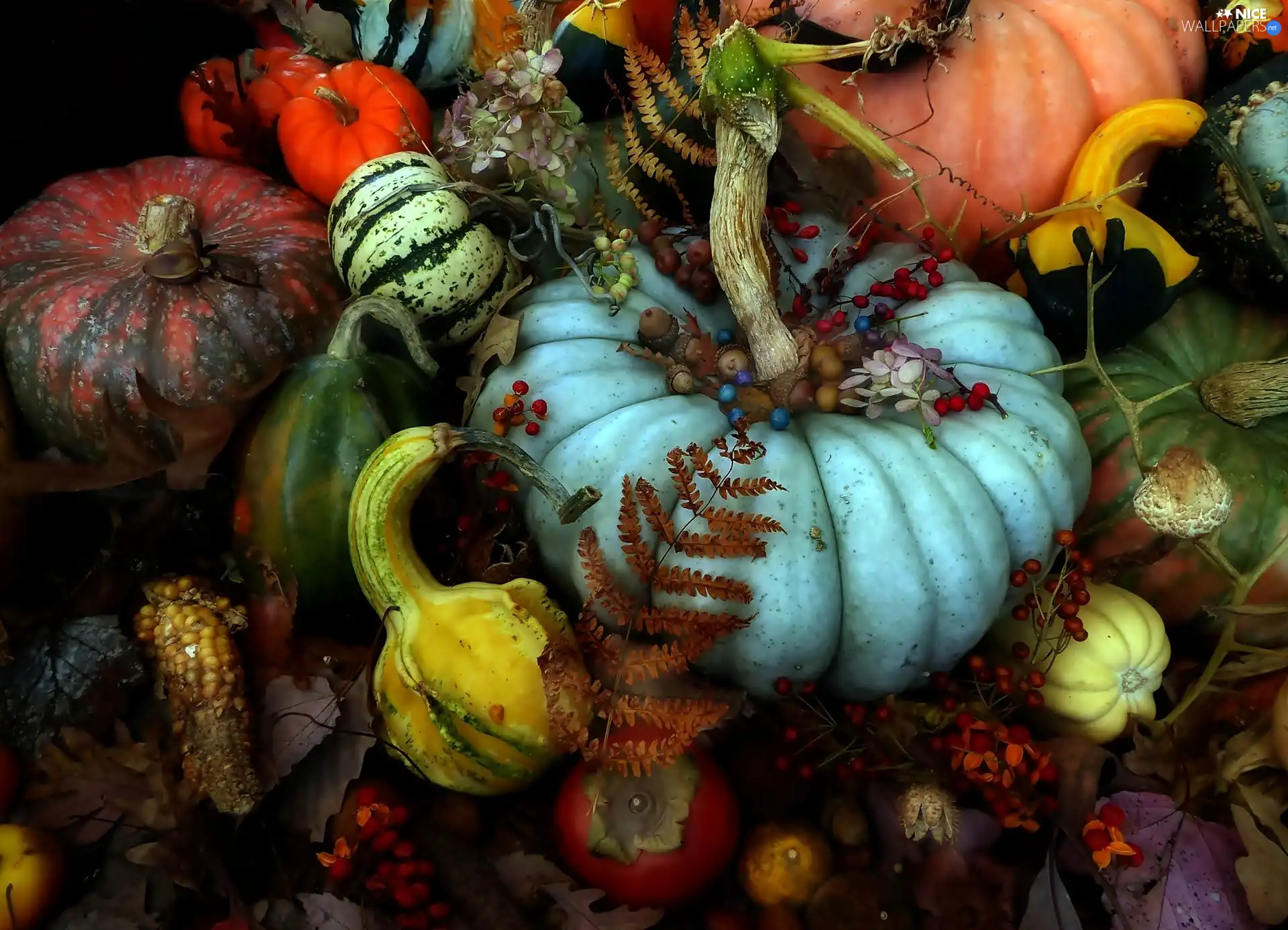 pumpkin, dry, Leaf, Plant