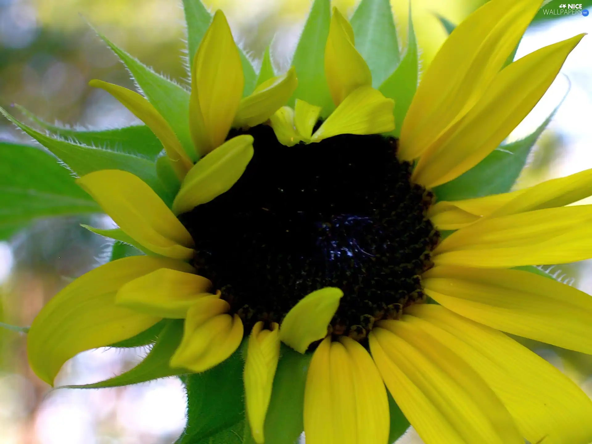 Sunflower, Leaf