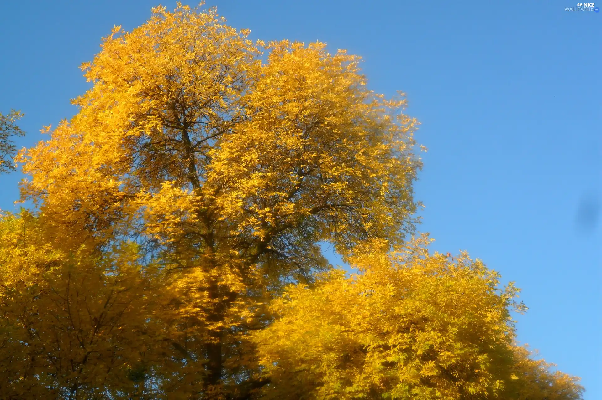 Leaf, autumn, Yellow