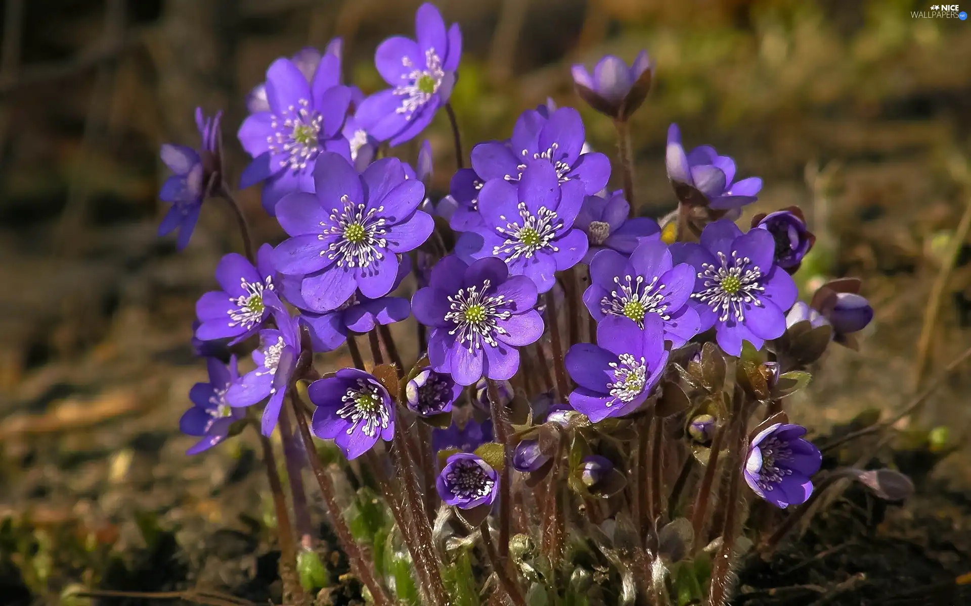 purple, Liverworts