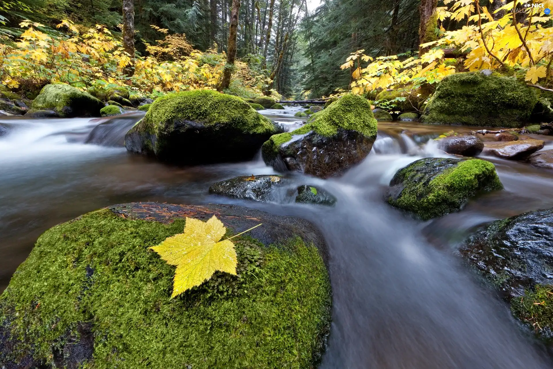 stream, mossy, leaf, maple, River, Stones