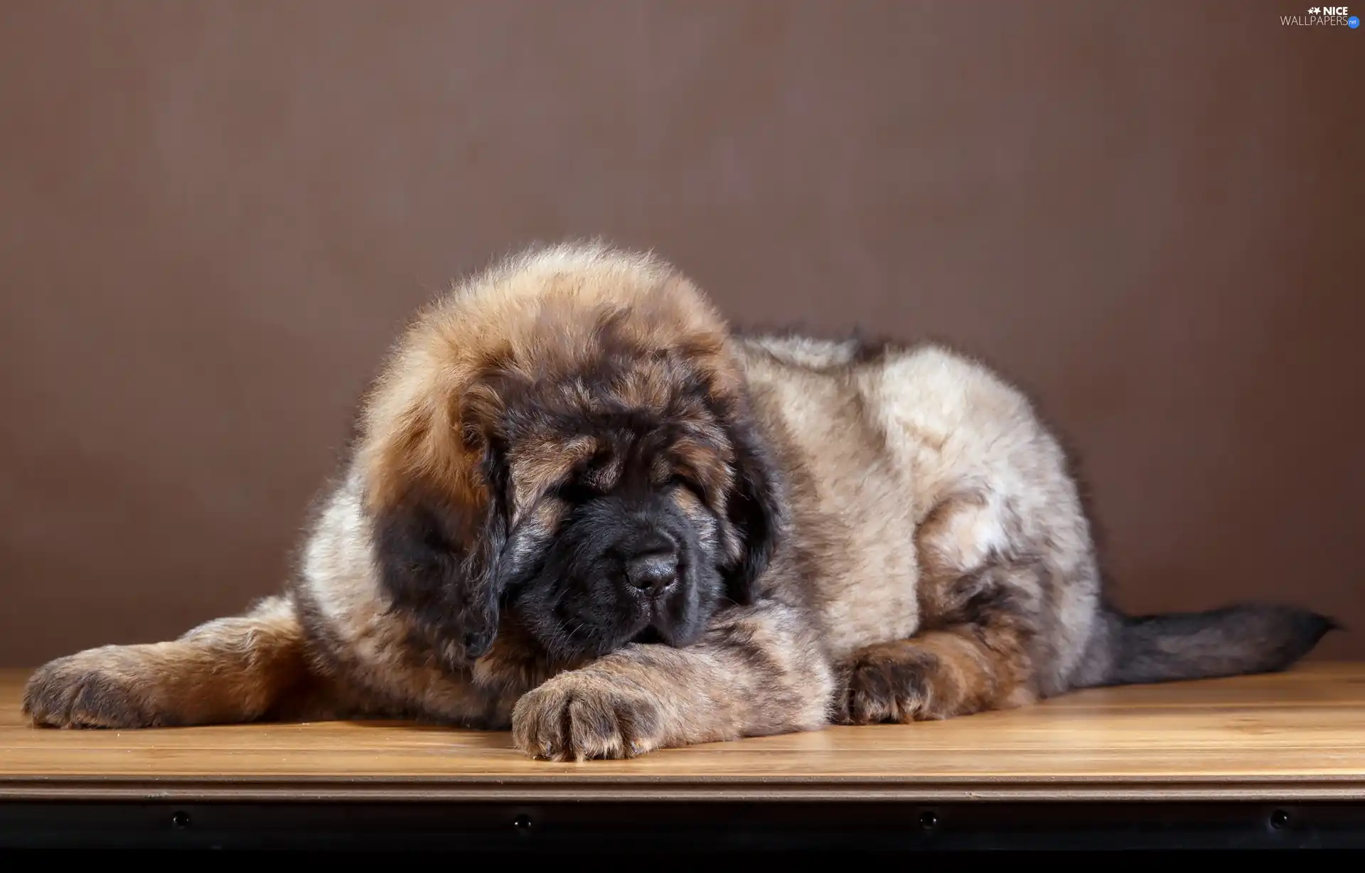 Puppy, Tibetan Mastiff