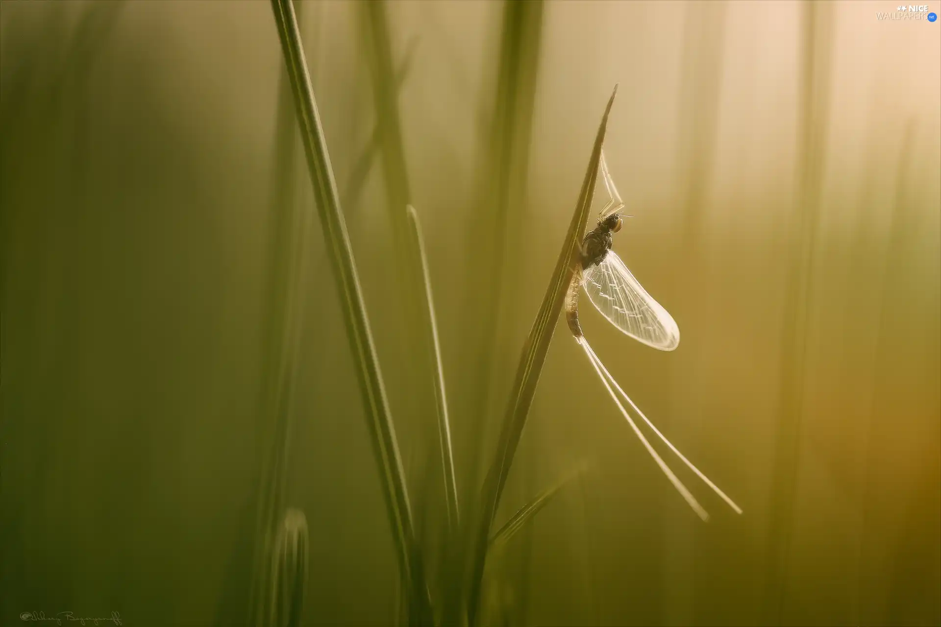 Insect, grass, blades, Mayfly