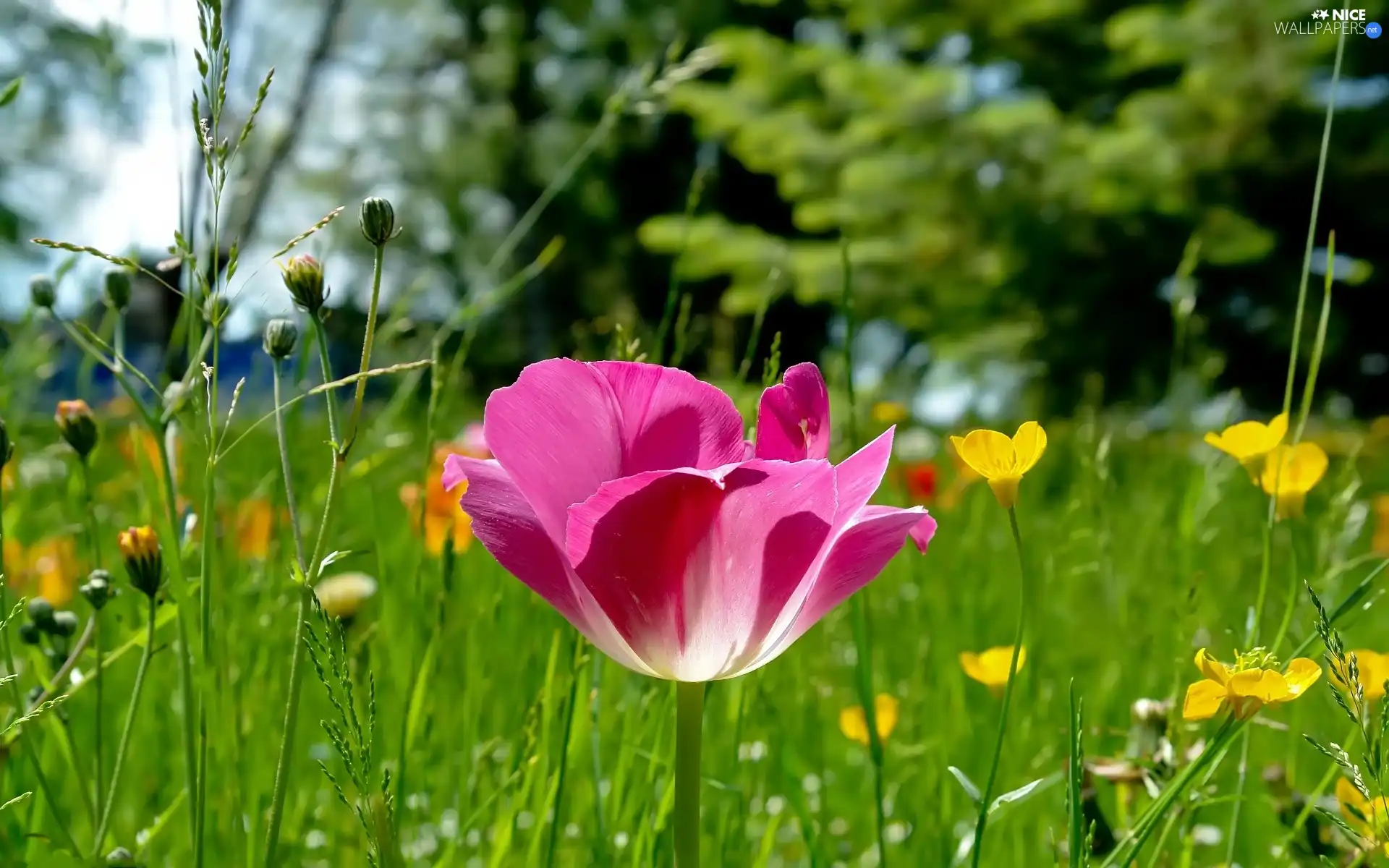 Meadow, Pink, tulip