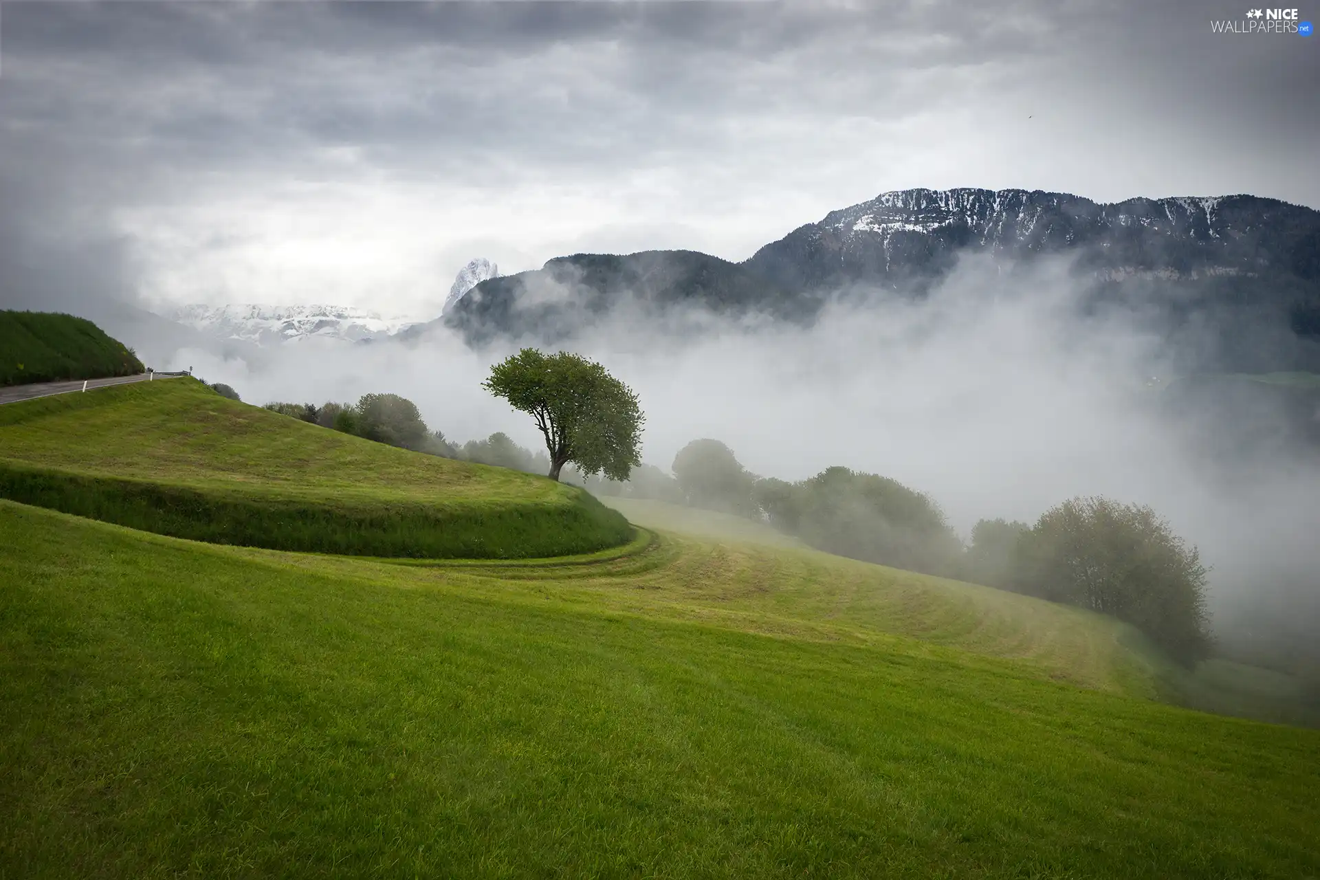 trees, green ones, morning, Fog, Mountains, slope