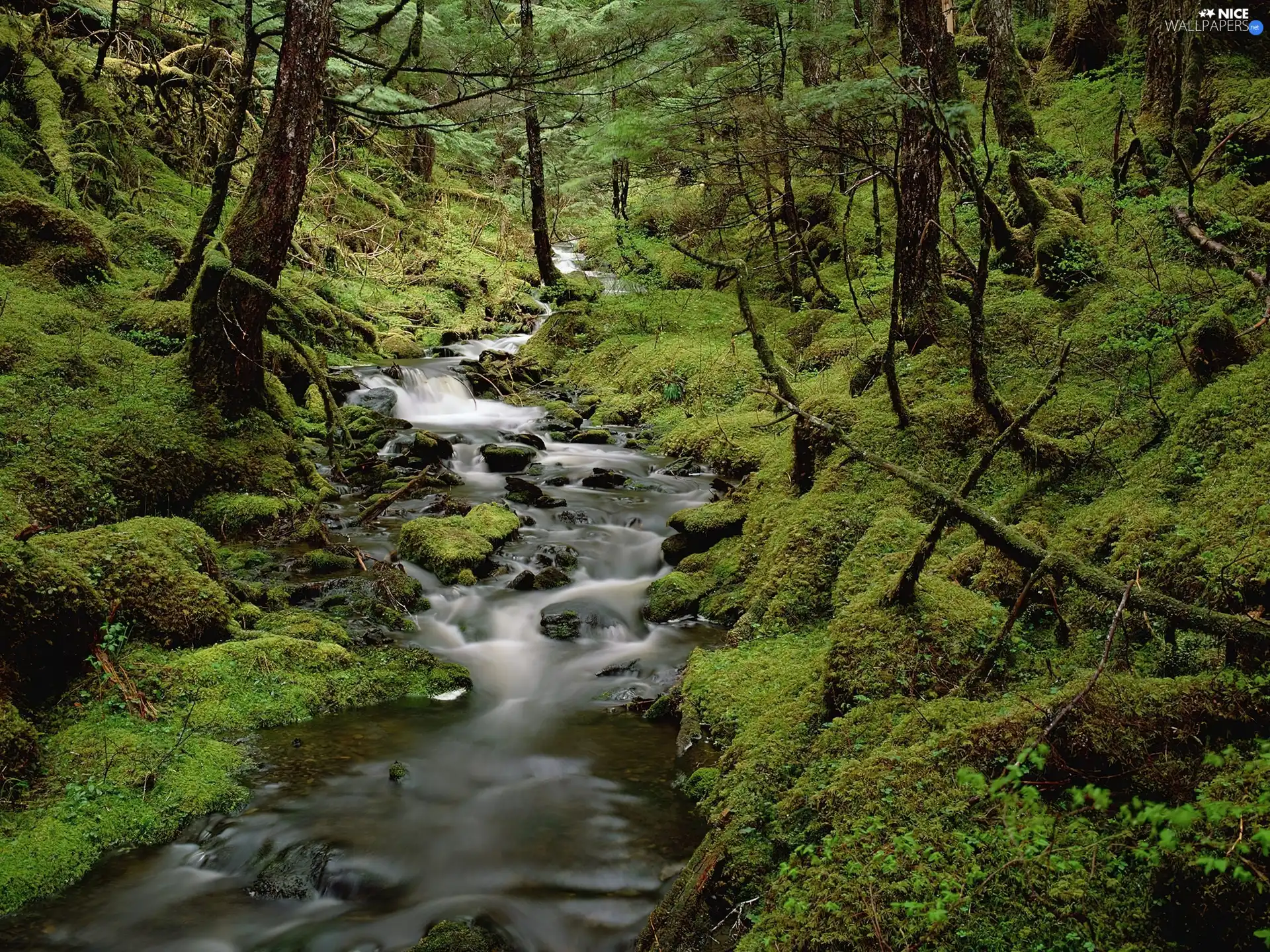 stream, Forest, Moss, ##
