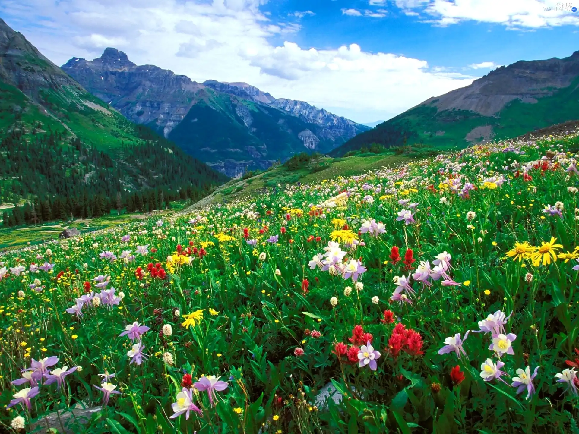 Mountains, Meadow, Flowers