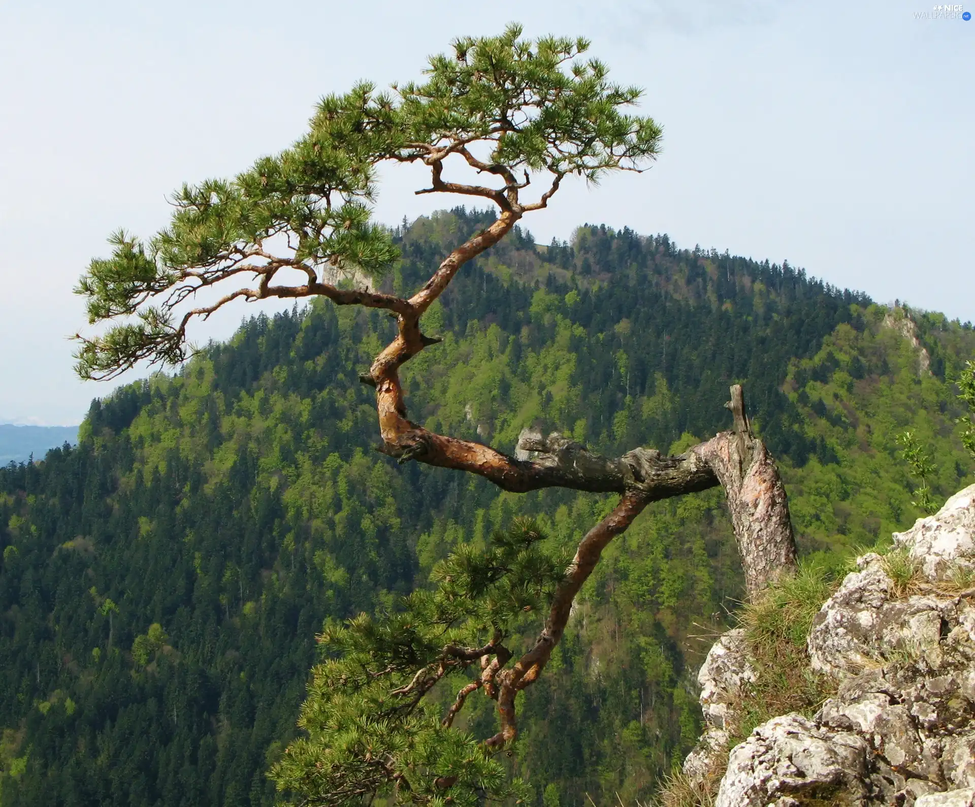 Pieniny, Sokolica, Rocks, Mountains, pine