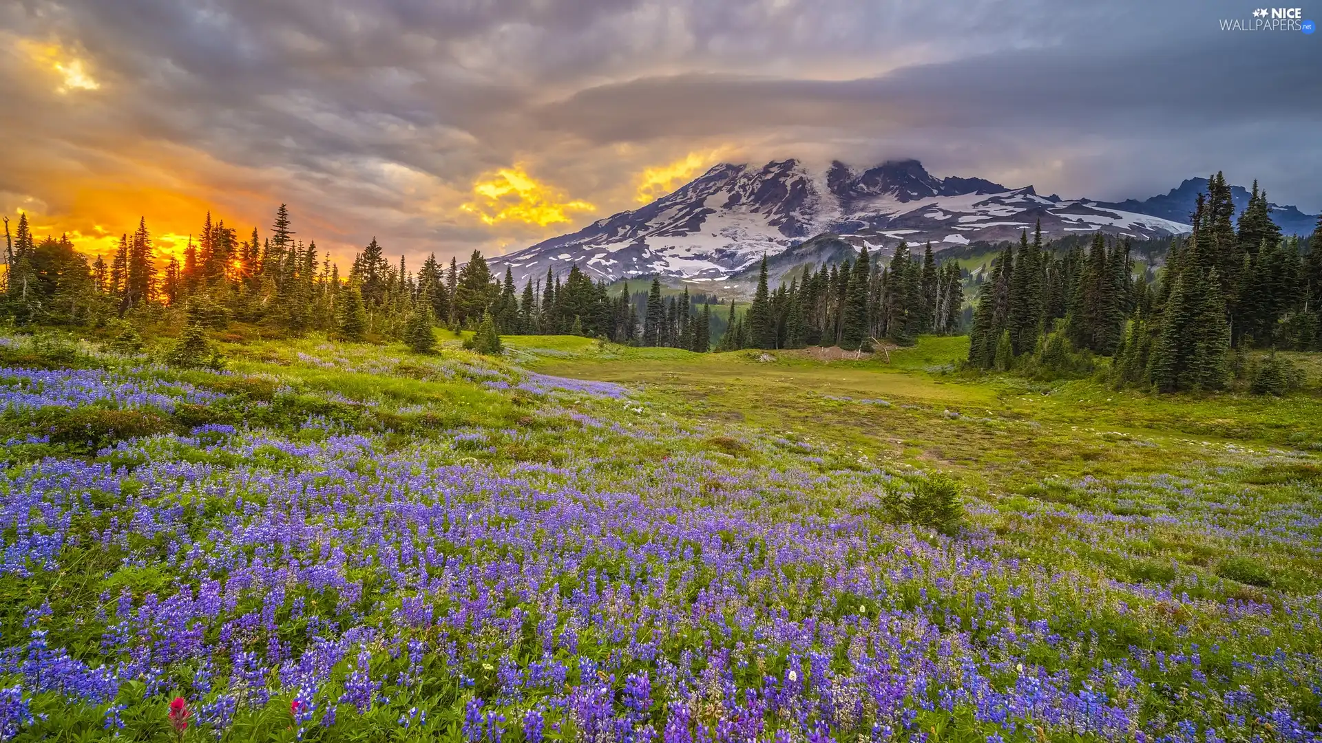 Washington, The United States, Mount Rainier National Park, Stratovolcano, Mountains, Great Sunsets, Meadow, lupine, Mount Rainier