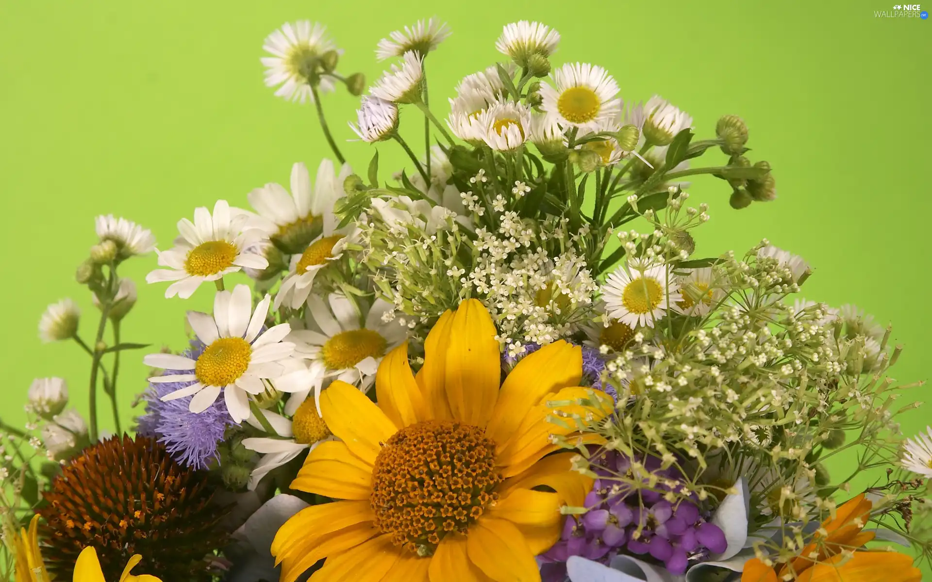 Erigeron, bouquet, daisy