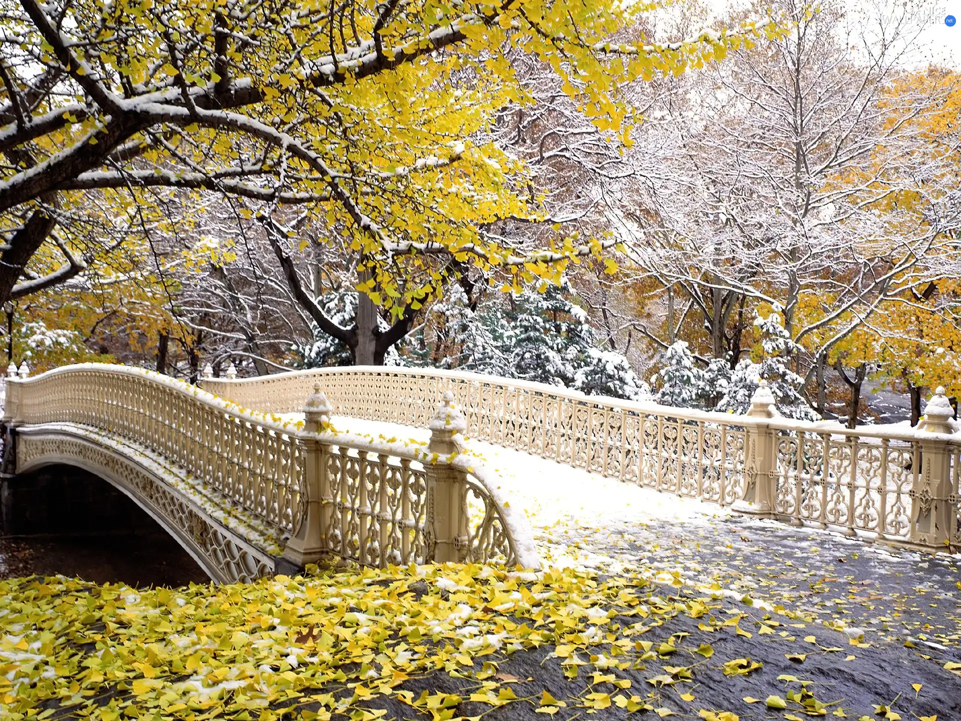 autumn, Central Park, Nowy York