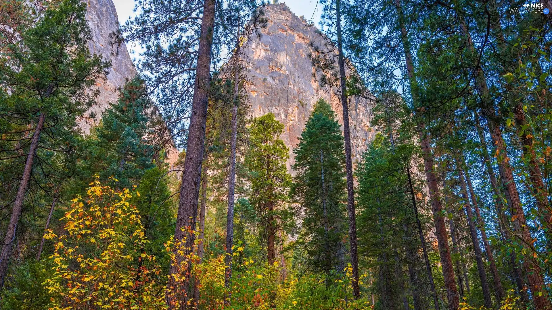 viewes, Mountains, State of California, trees, Yosemite National Park, pine, The United States