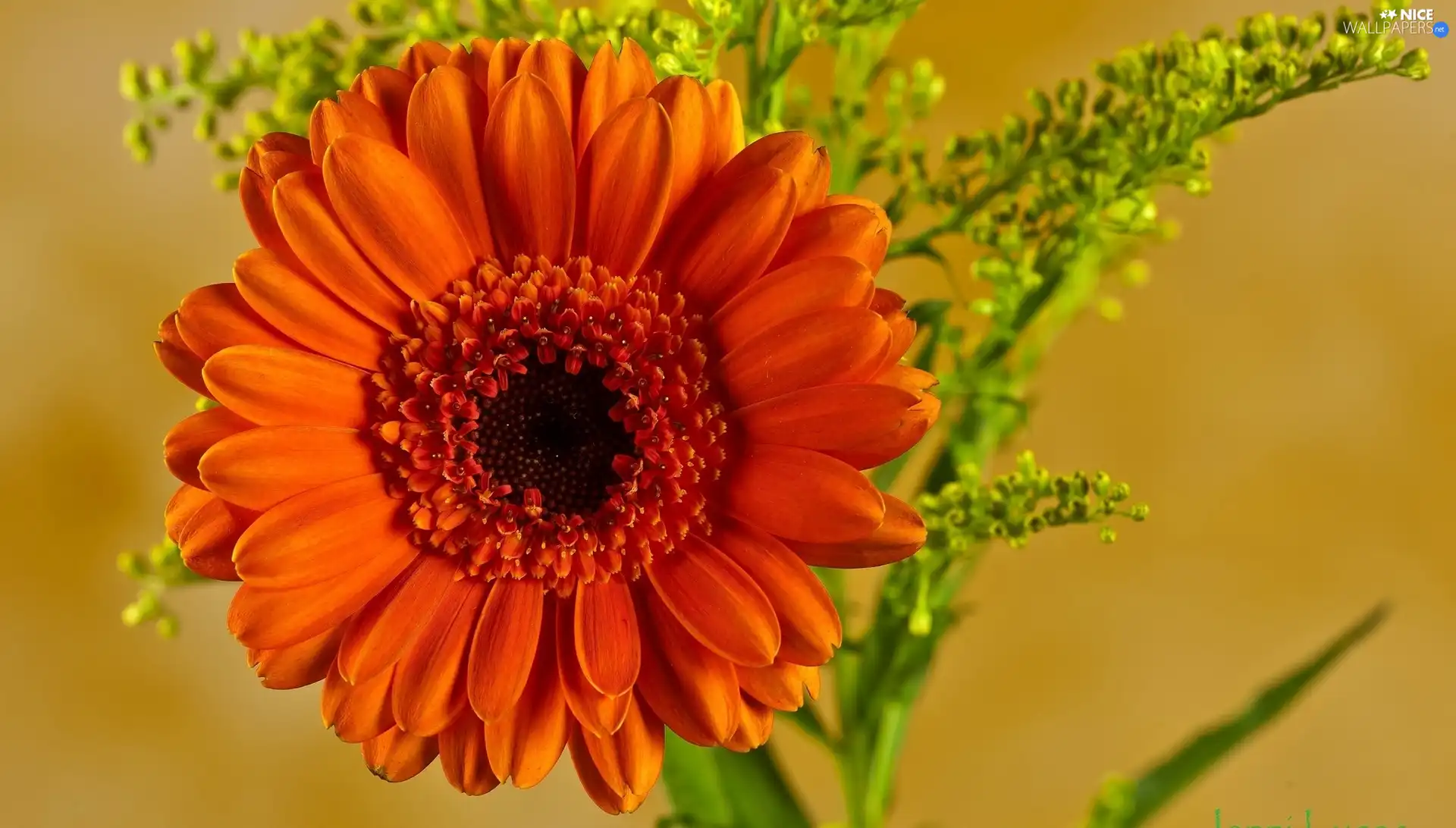 Gerbera, Colourfull Flowers, Orange
