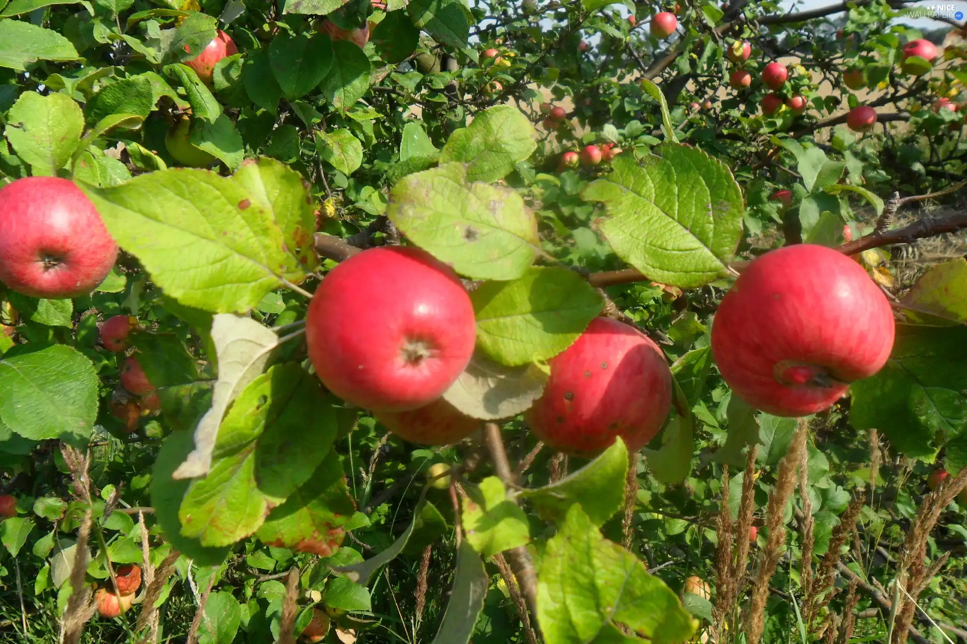 orchard, juicy, apples