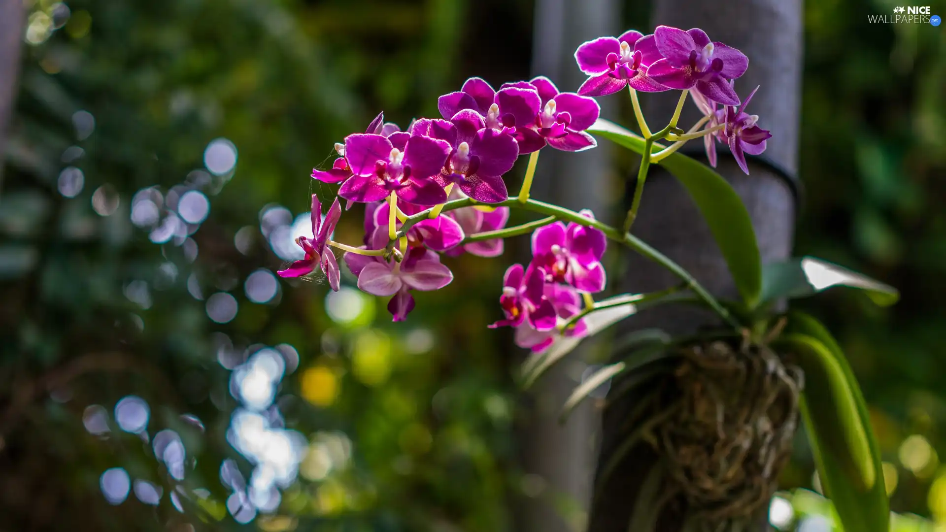 orchids, Flowers, Pink
