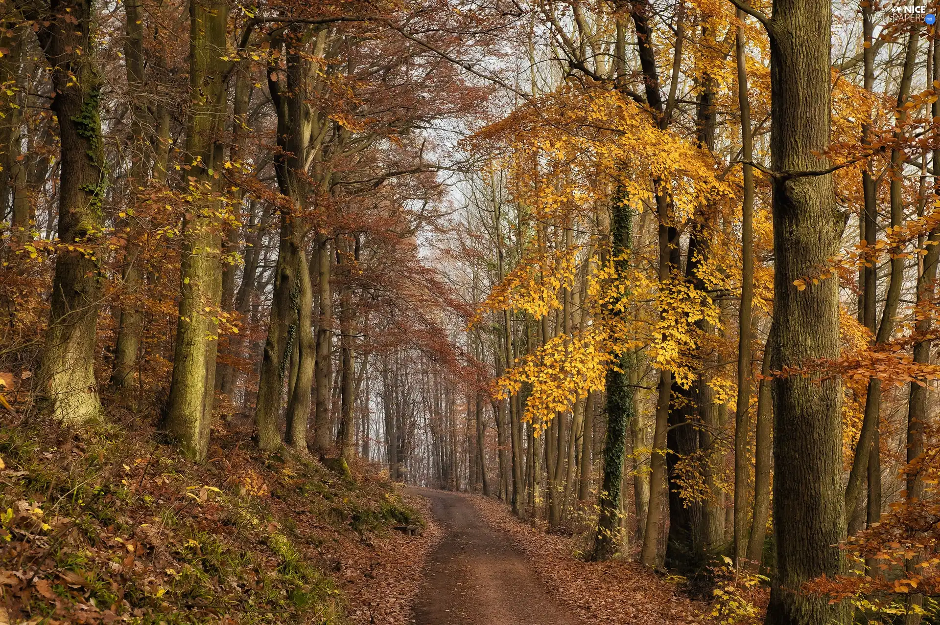 trees, Way, Leaf, Path, forest, viewes, autumn