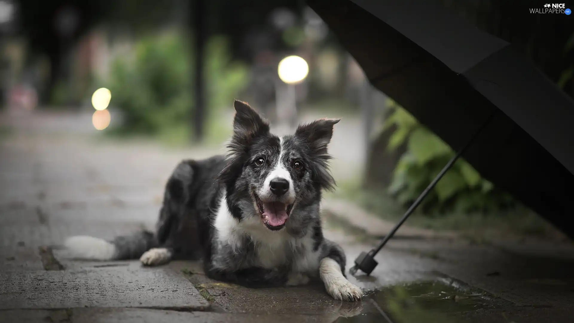 dog, Pavement, Umbrella, Border Collie