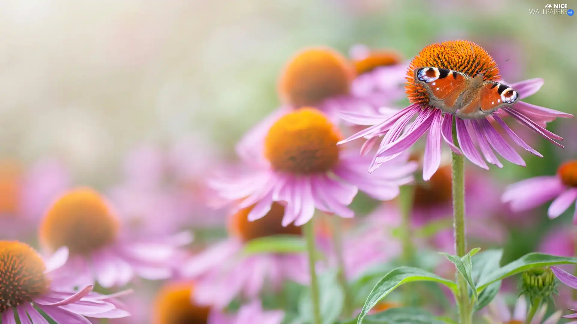 Flowers, butterfly, Peacock, echinacea