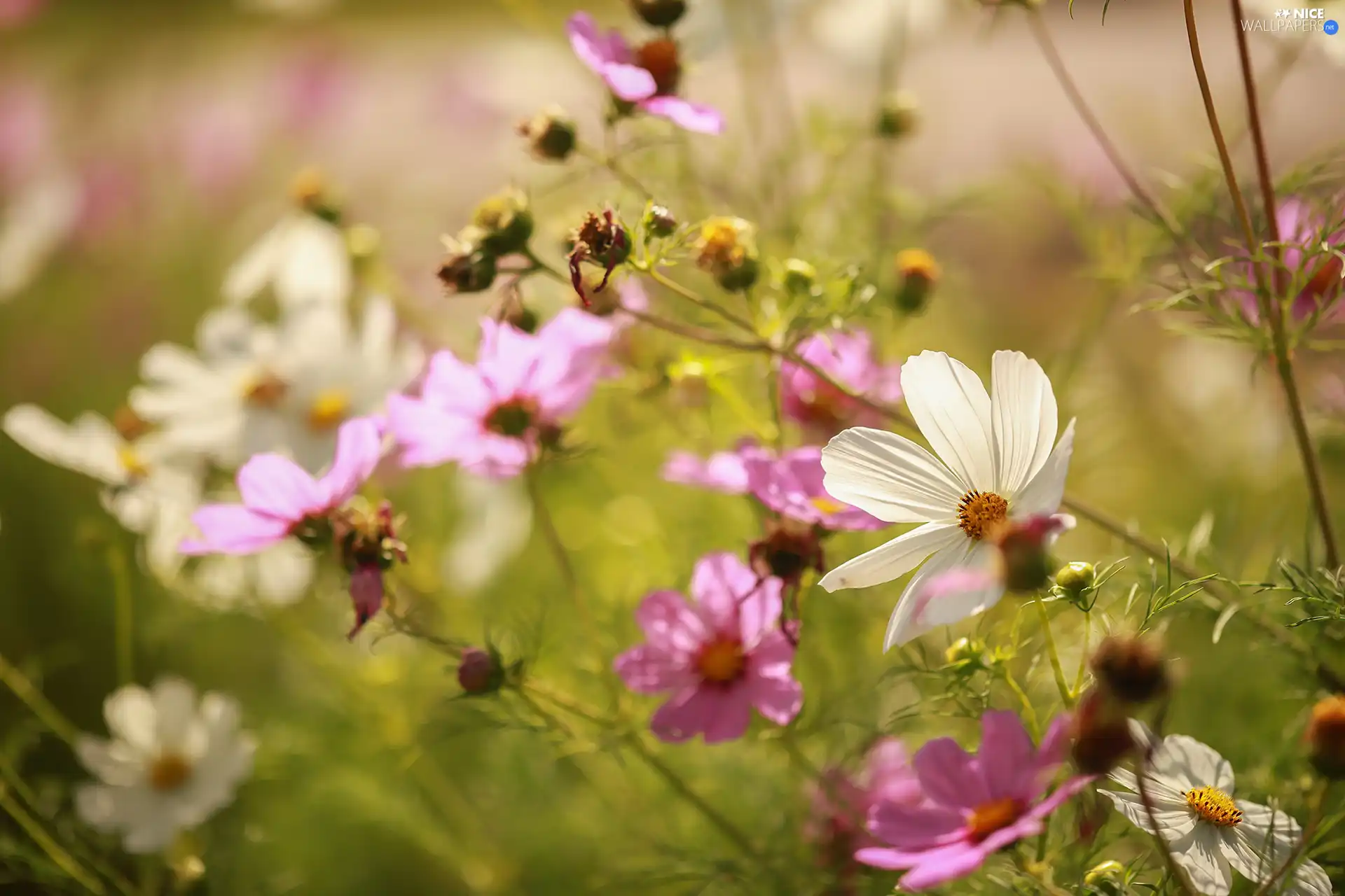 White, Cosmos, Flowers, Pink