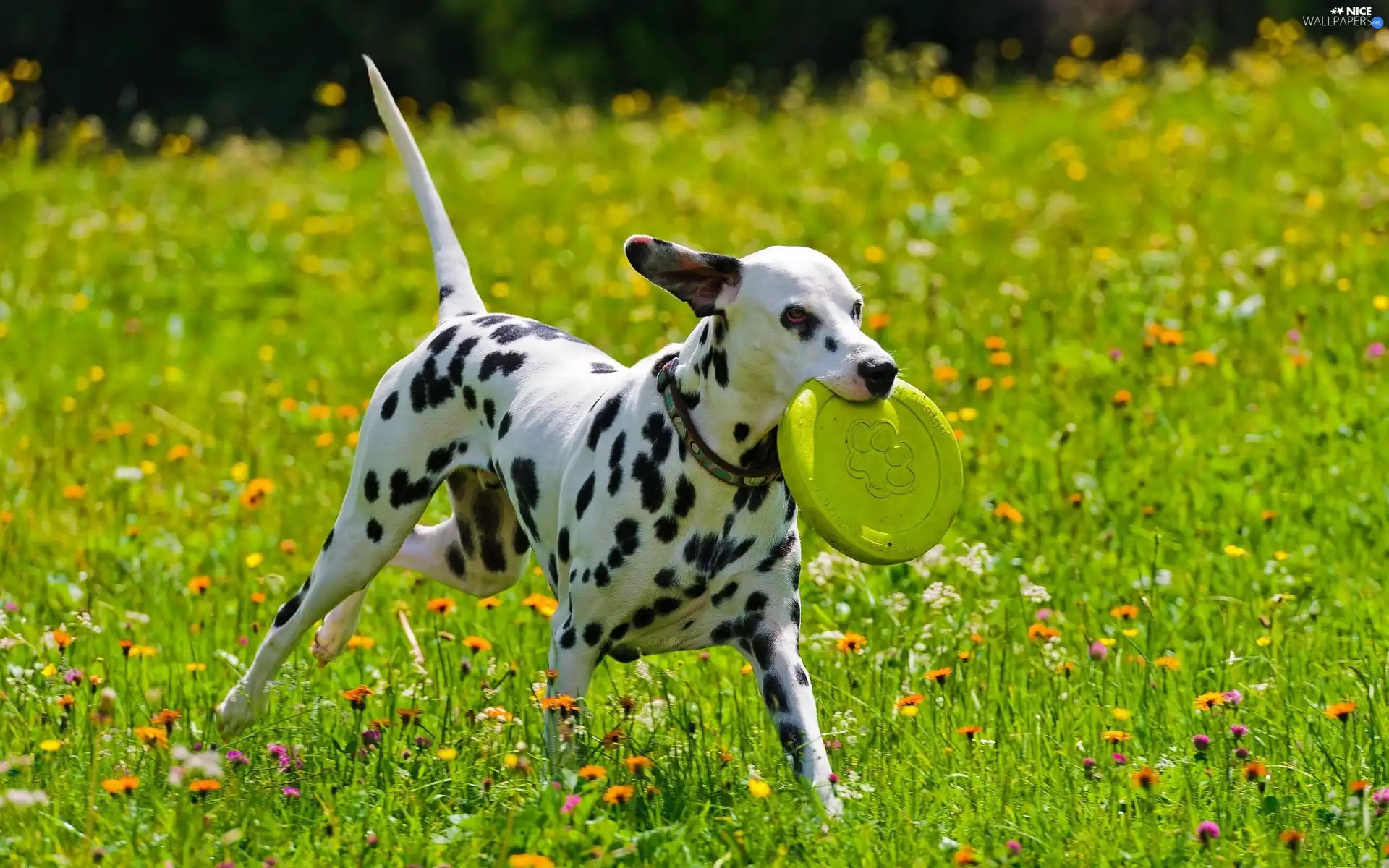 Meadow, Dalmatian, play, dog
